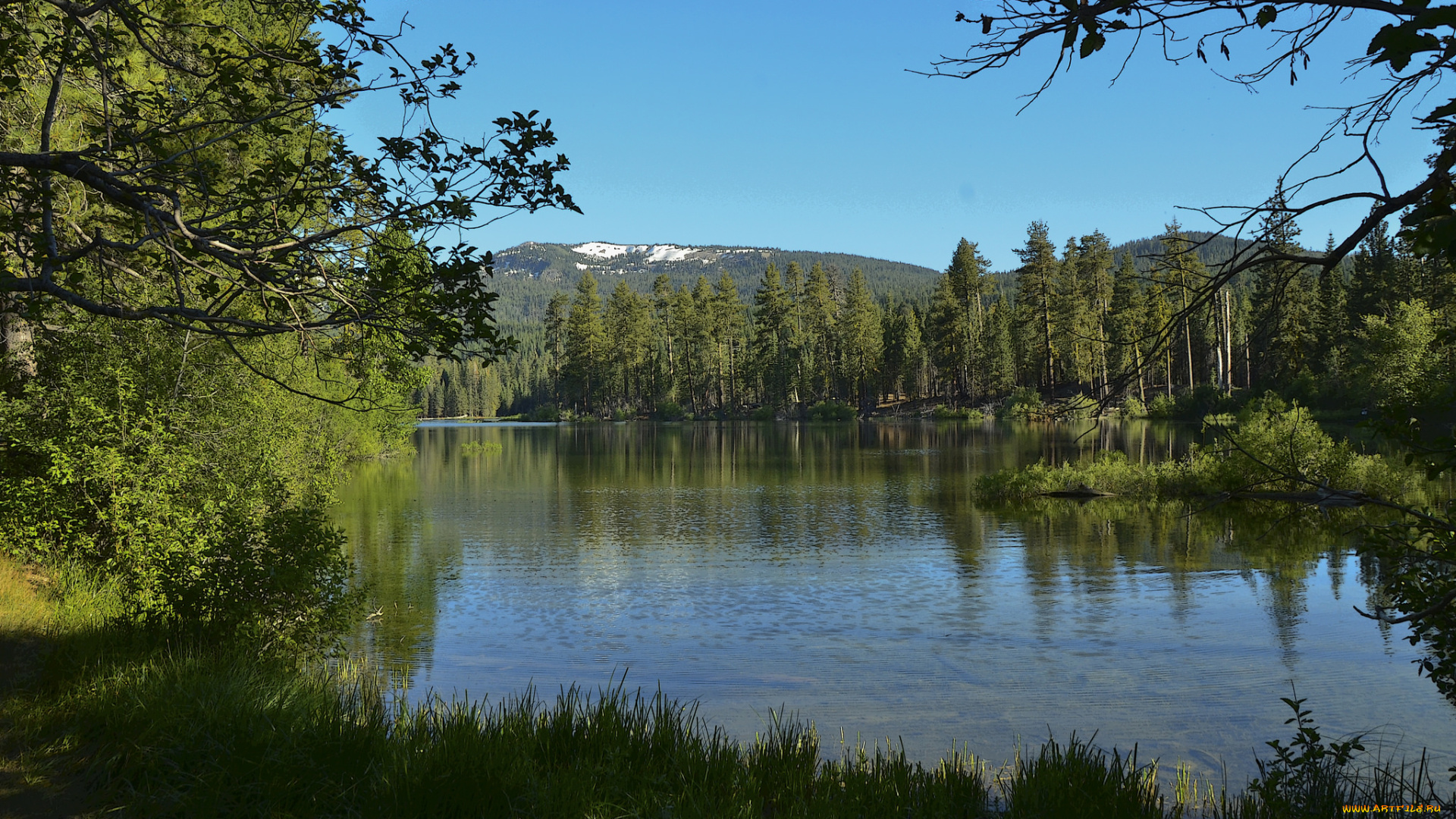 природа, реки, озера, лес, река