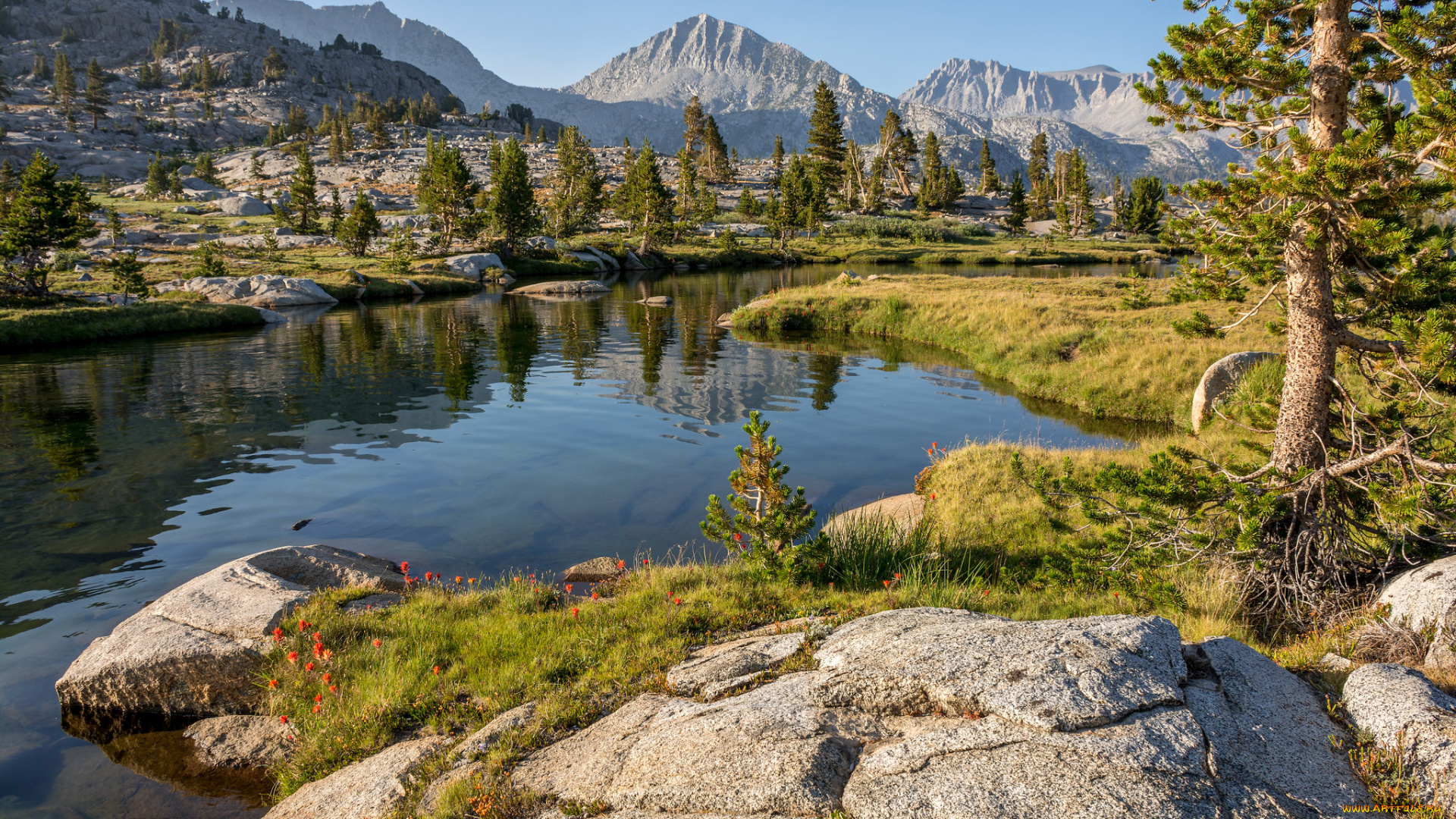 природа, реки, озера, река, лес