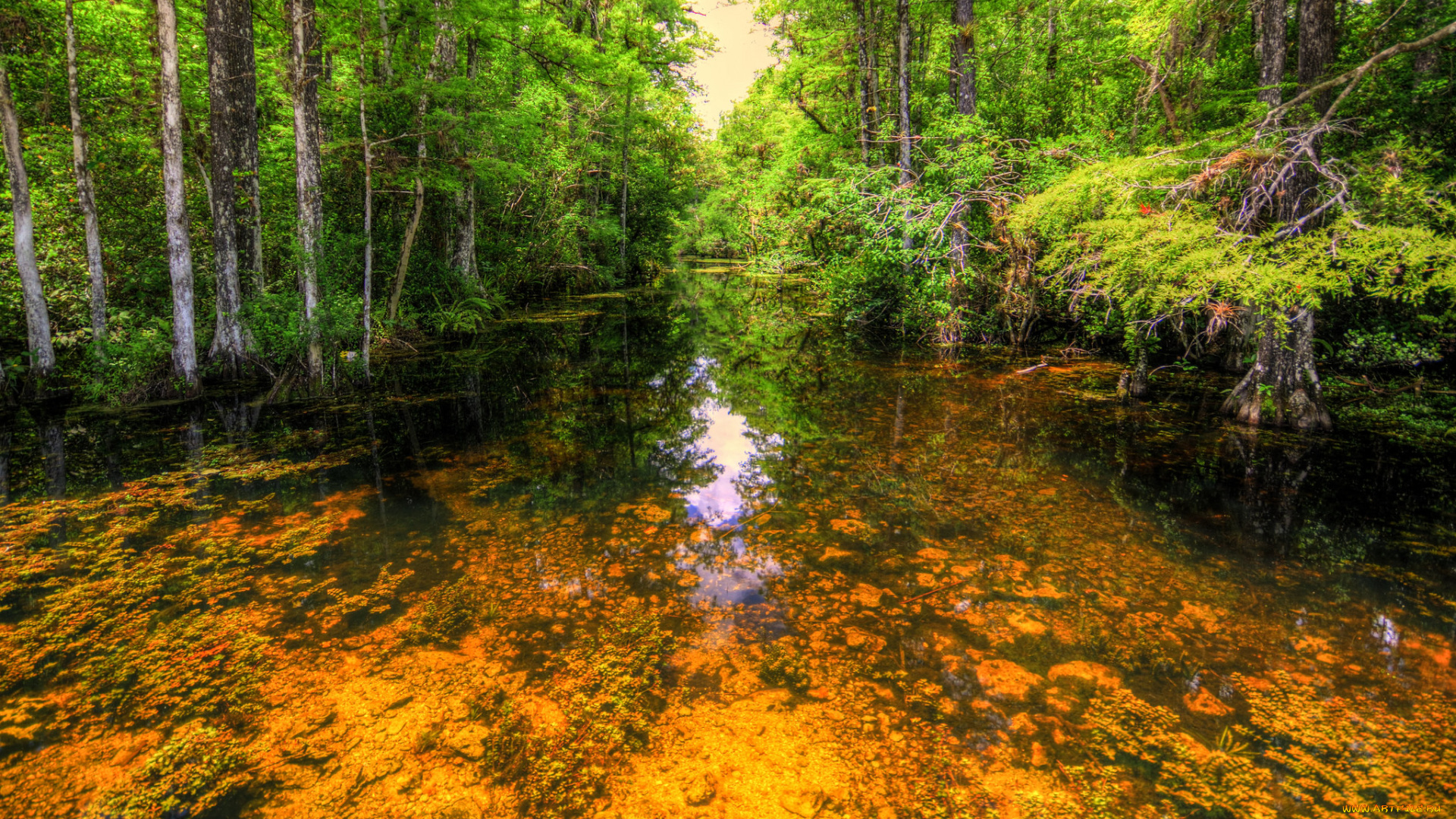 природа, реки, озера, река, лес