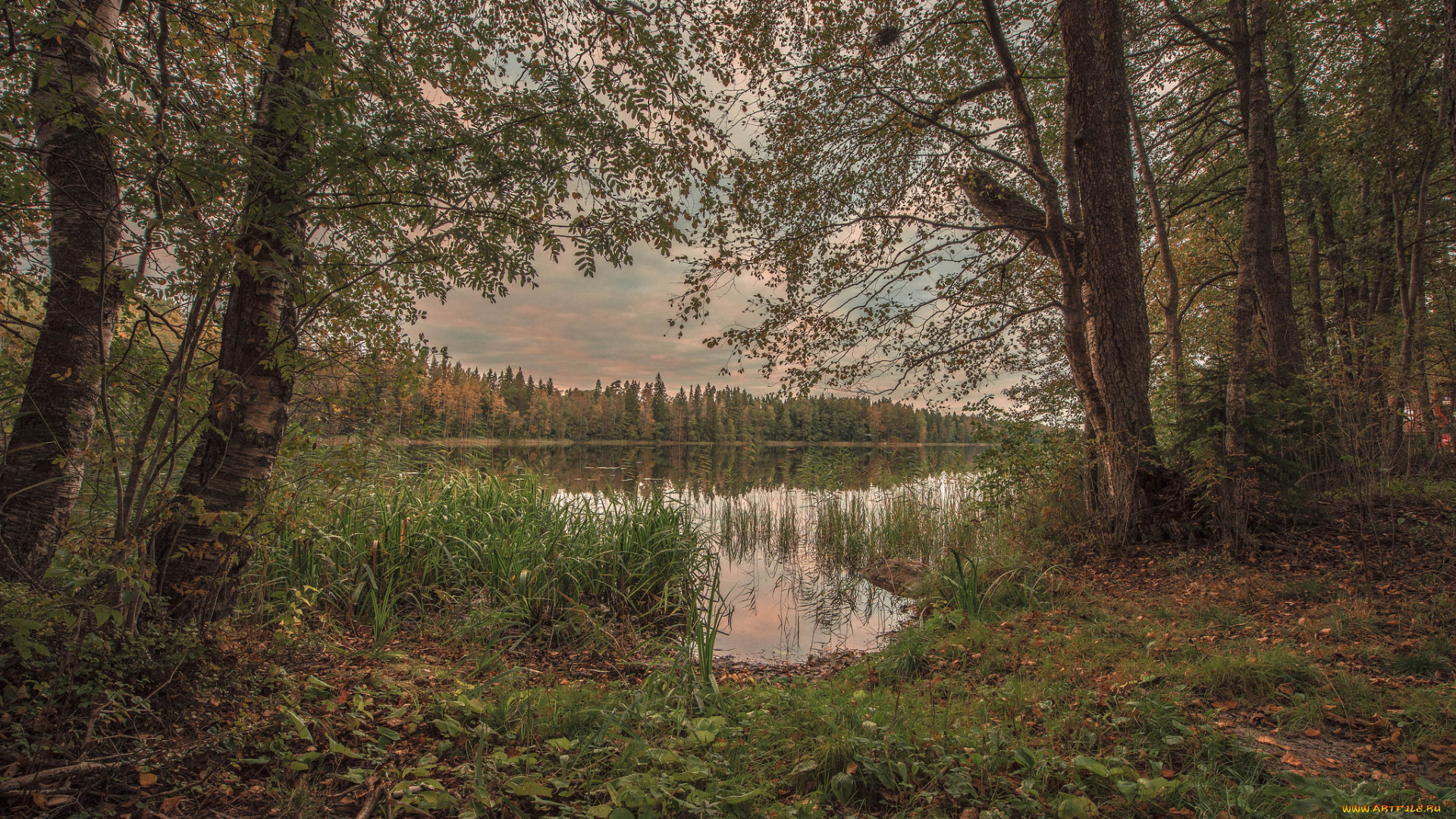 природа, реки, озера, река, лес