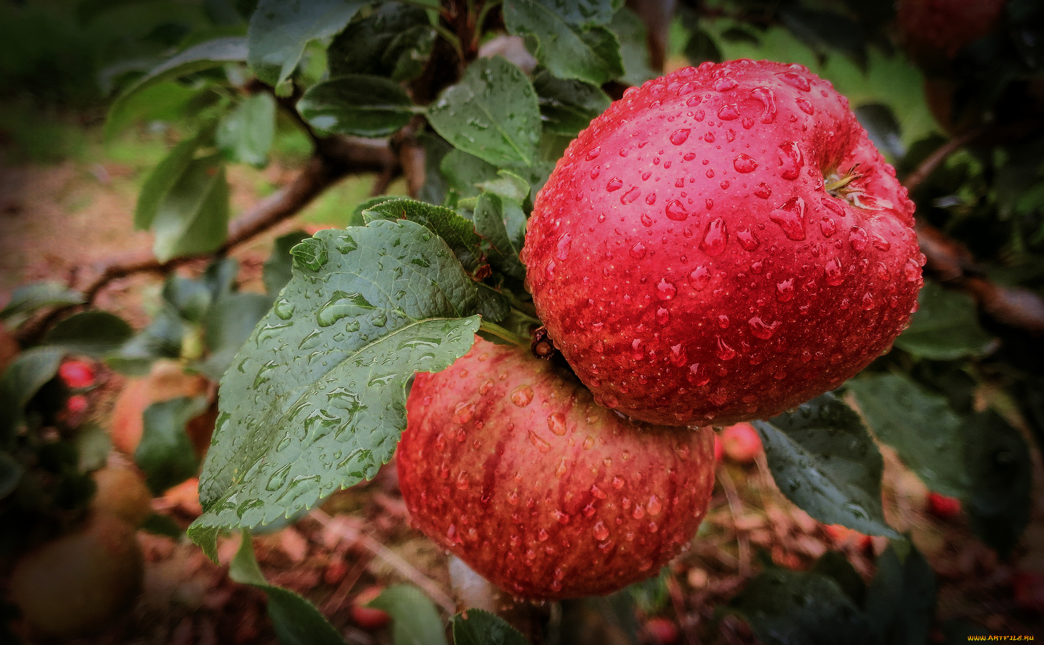 природа, плоды, яблочки