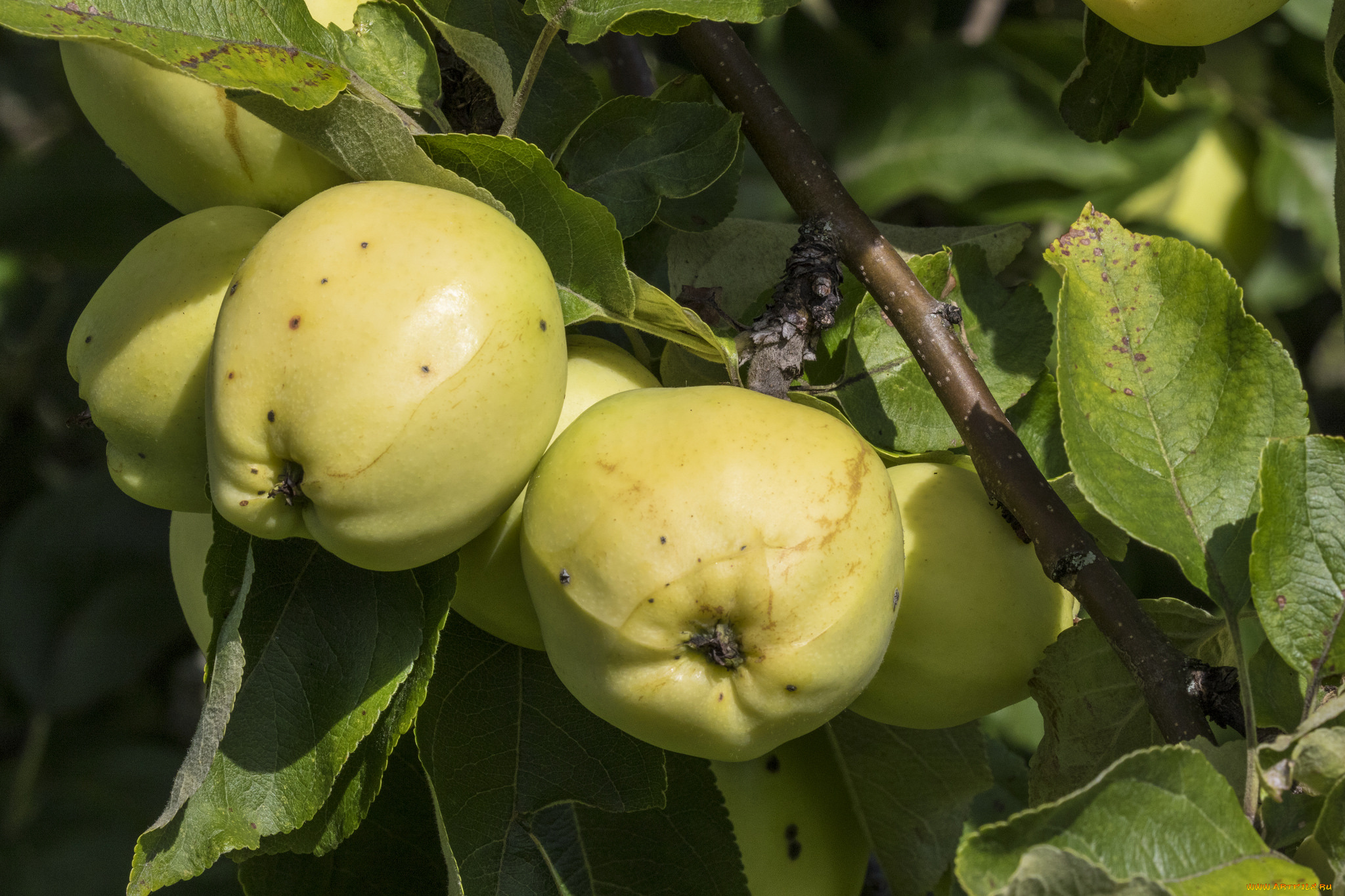 природа, плоды, яблочки