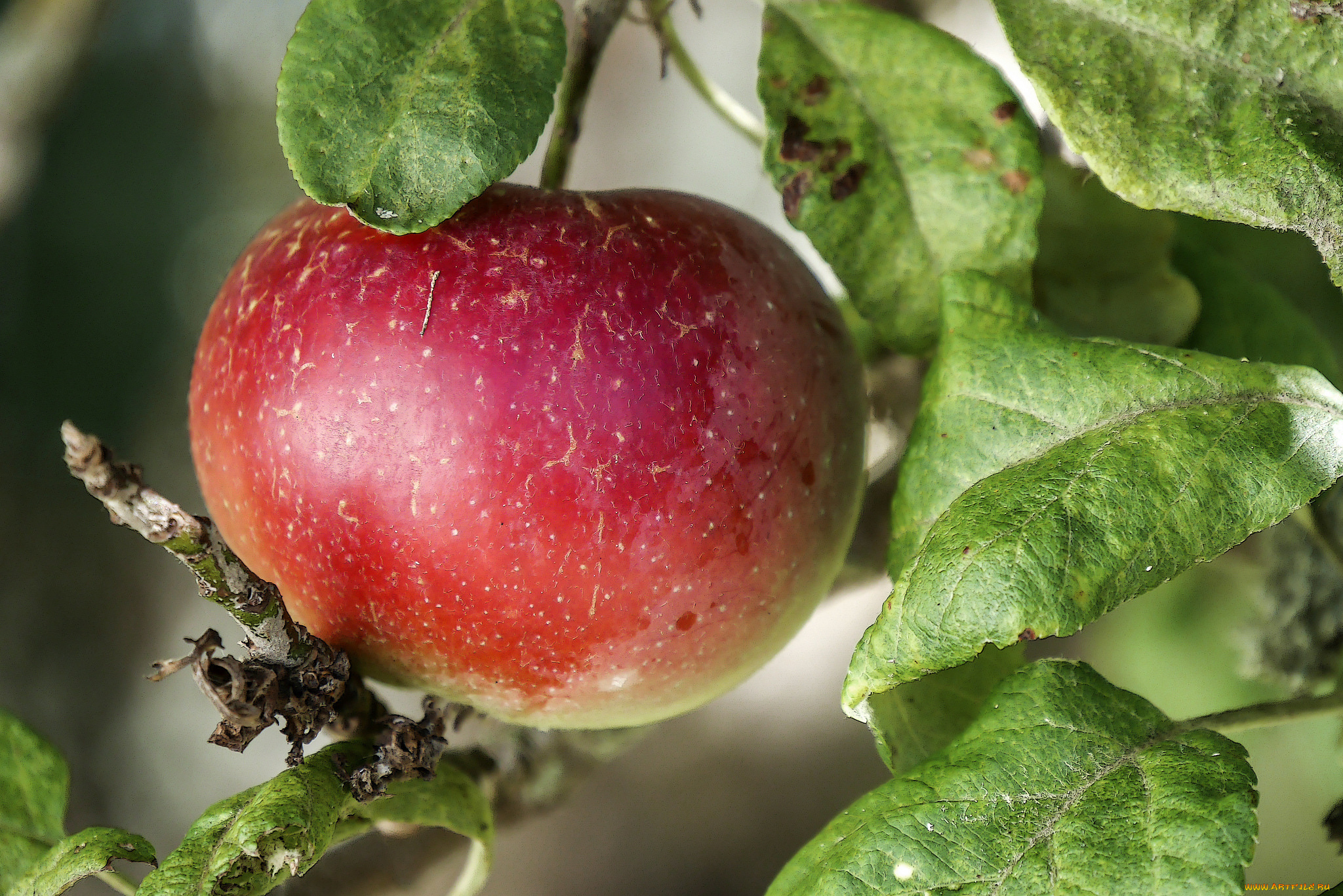 природа, плоды, яблочки