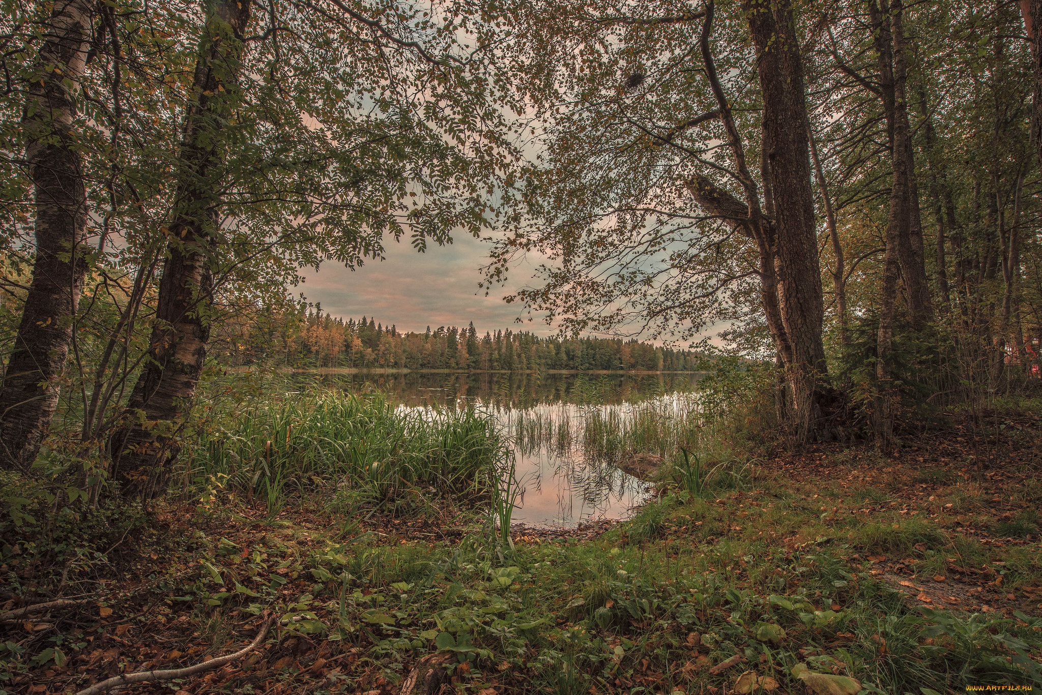 природа, реки, озера, река, лес