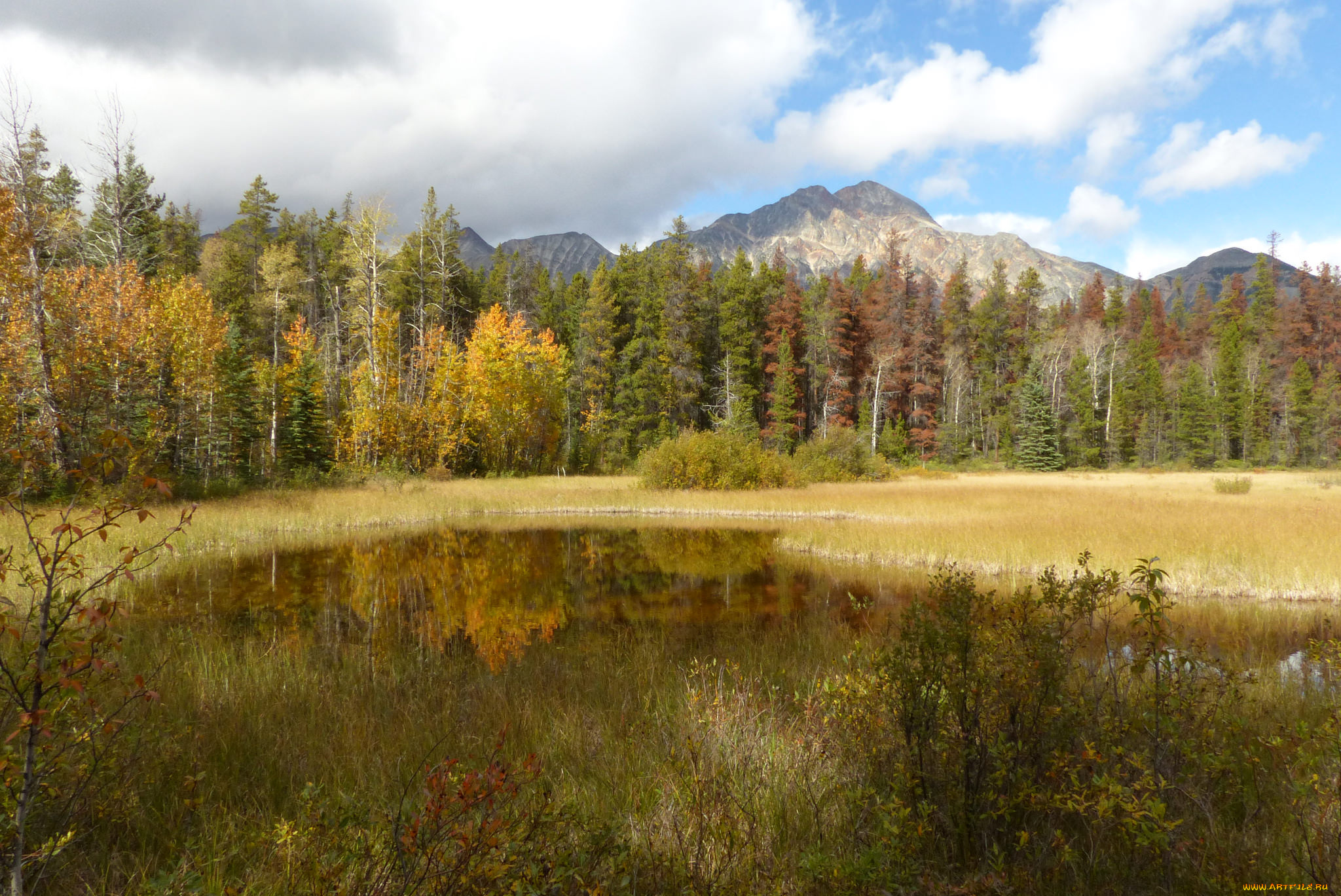 природа, реки, озера, лес, река