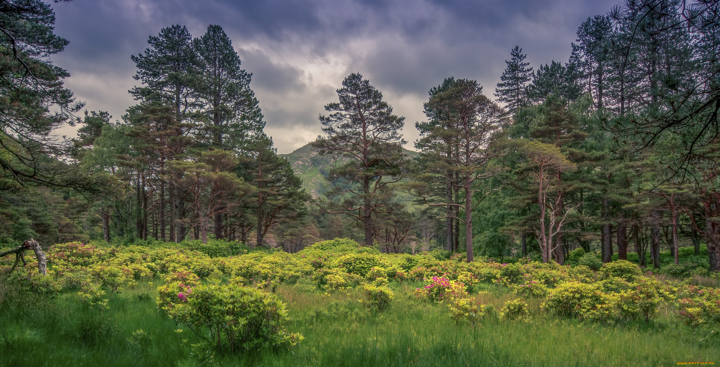 природа, пейзажи, луг, лес, горы