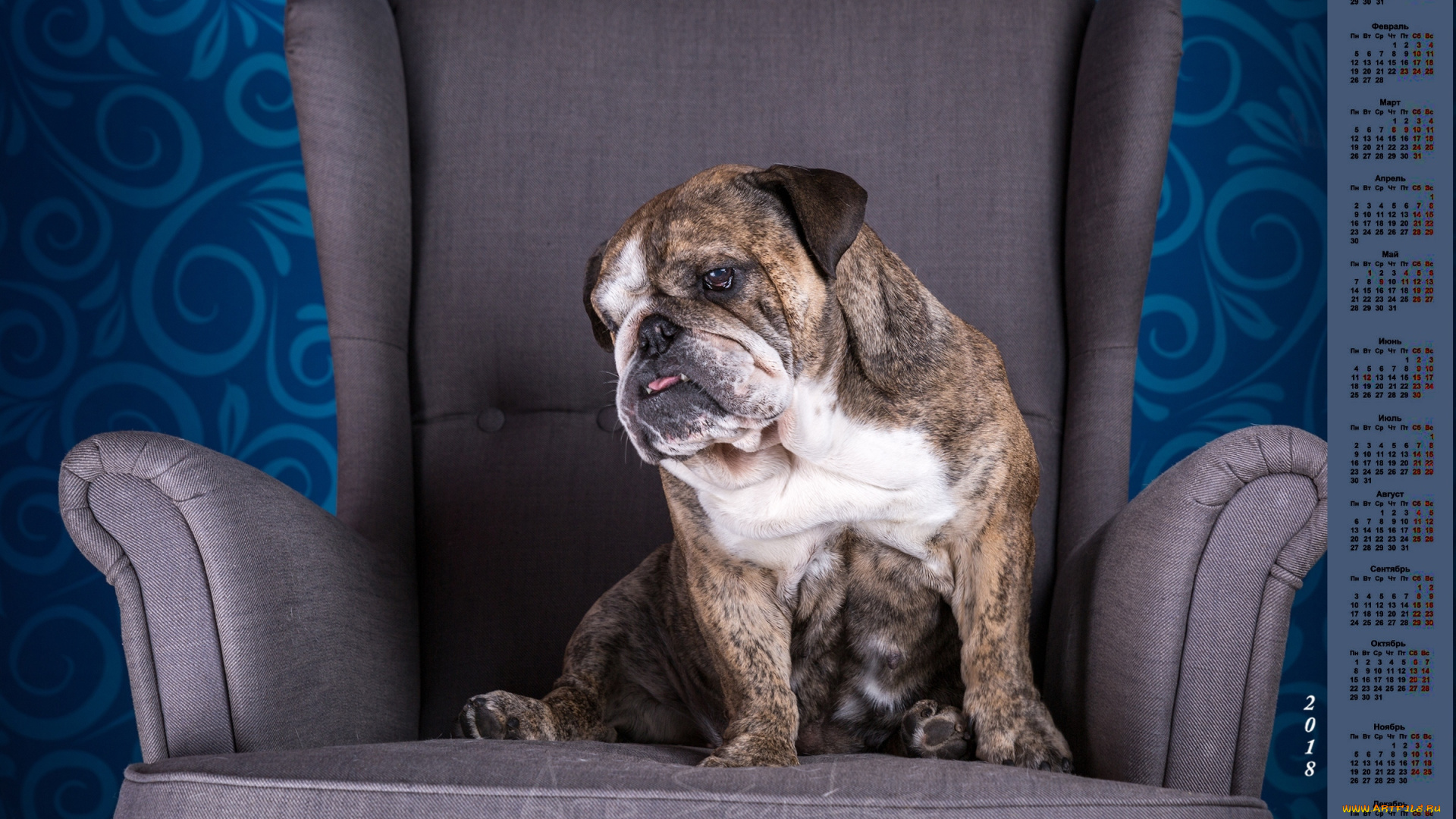 календари, животные, кресло, 2018, собака