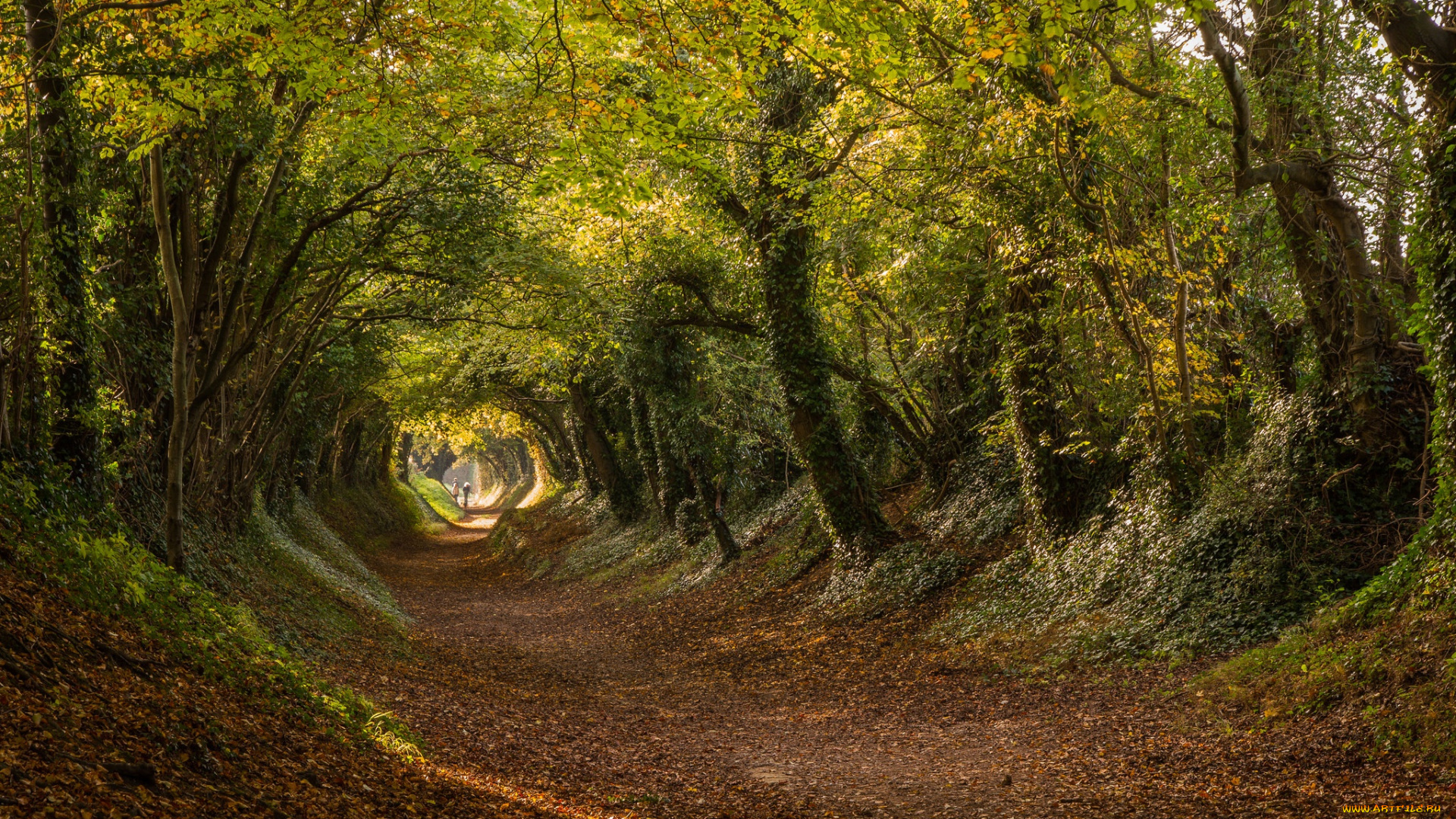 природа, дороги, тоннель, дорога, англия, halnaker, деревья, roman, road, халнакер, stane, street, туннель, западный, суссекс, west, sussex, осень, england