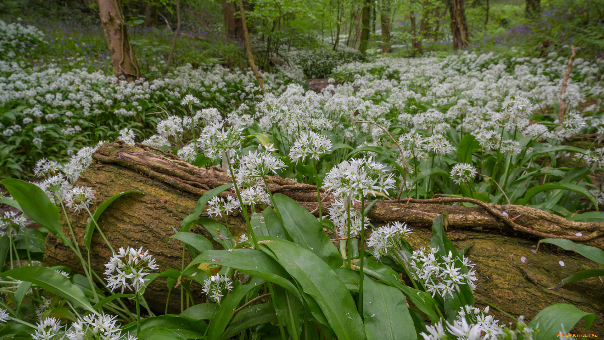 природа, лес, простор
