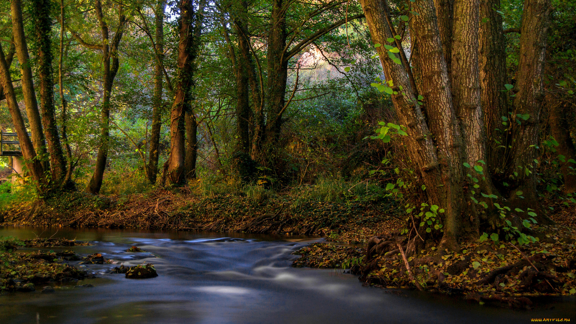 природа, реки, озера, река, лес
