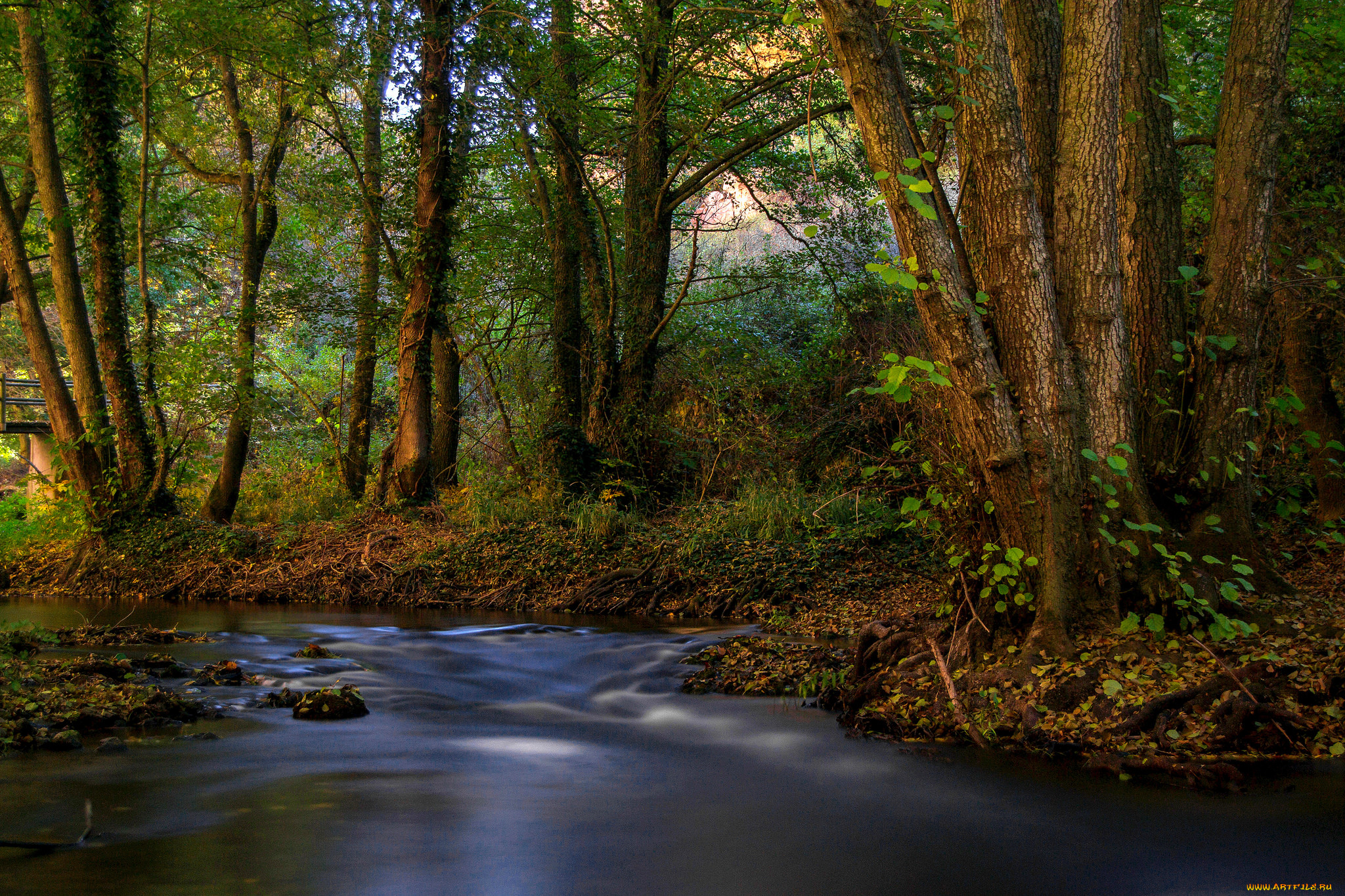 природа, реки, озера, река, лес