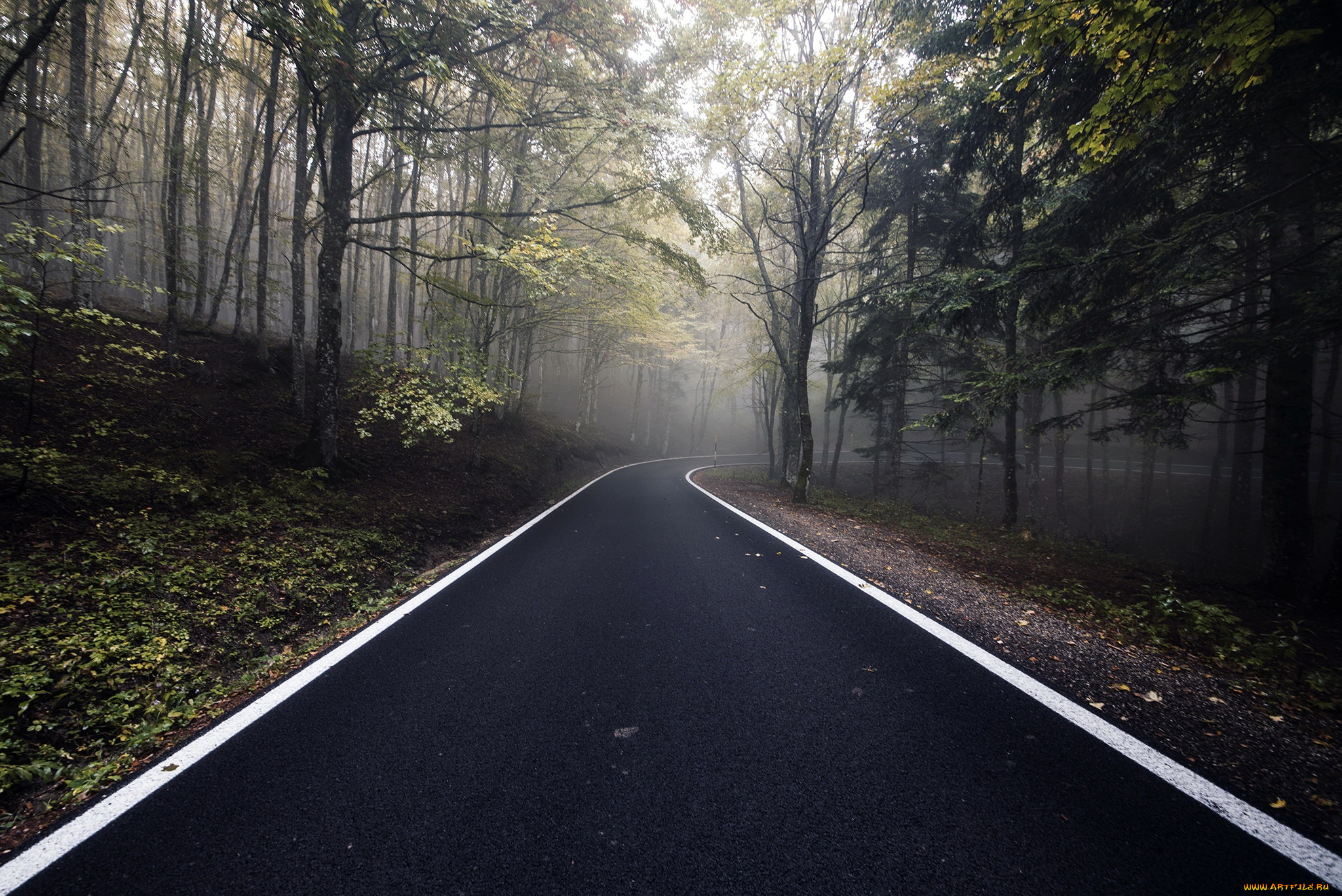 природа, дороги, лес, осень, дорога