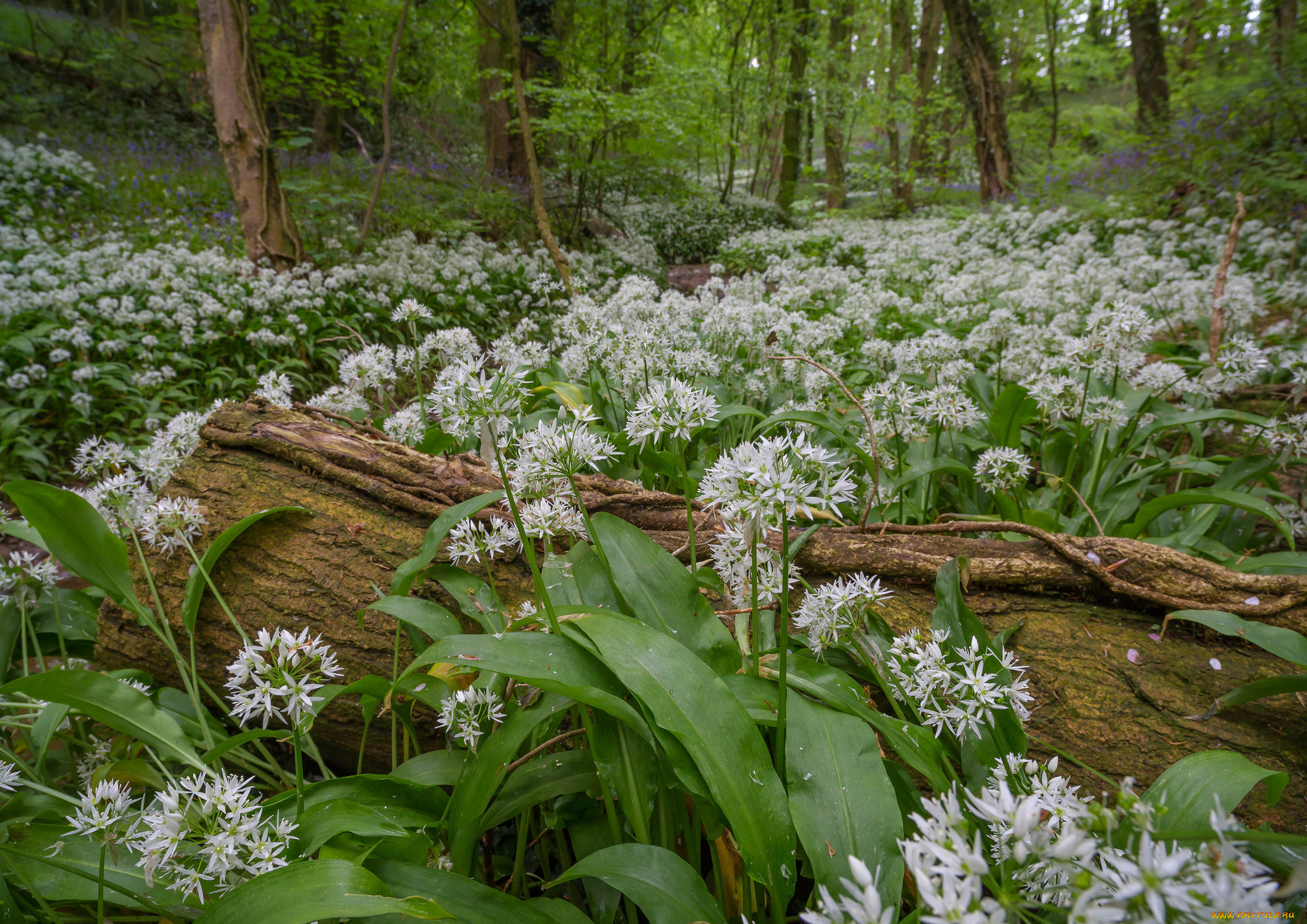 природа, лес, простор