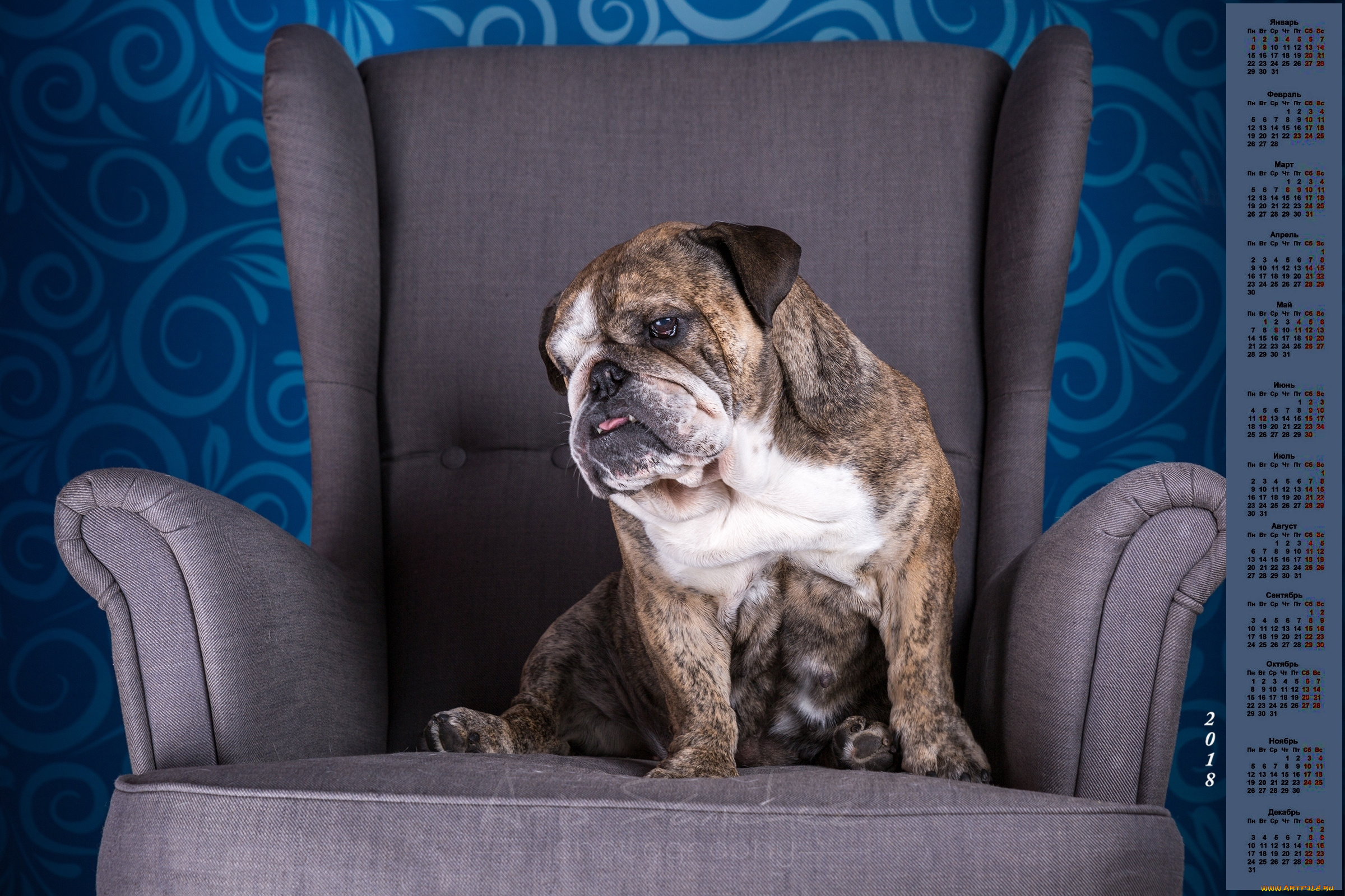 календари, животные, кресло, 2018, собака