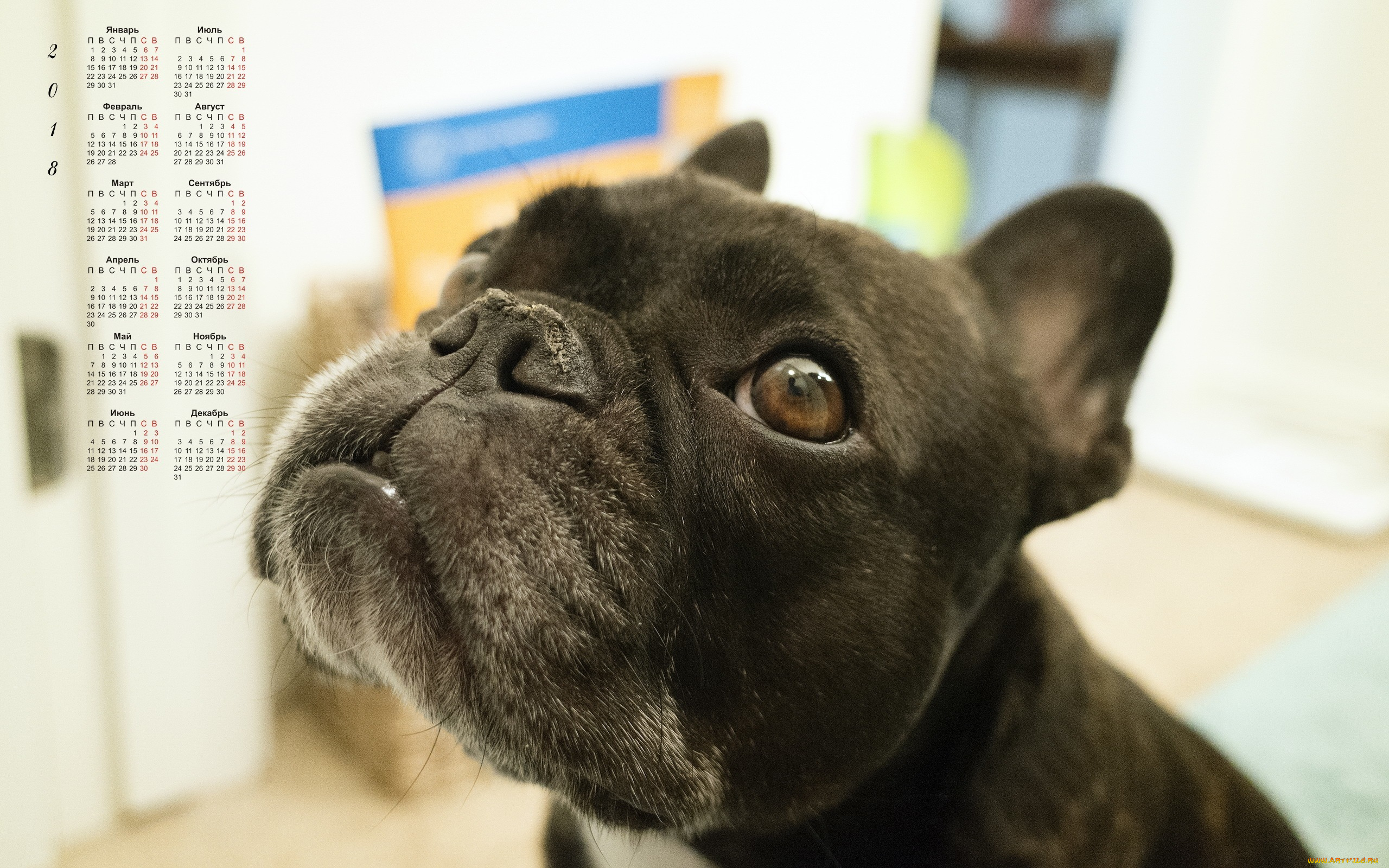 календари, животные, морда, 2018, собака, взгляд