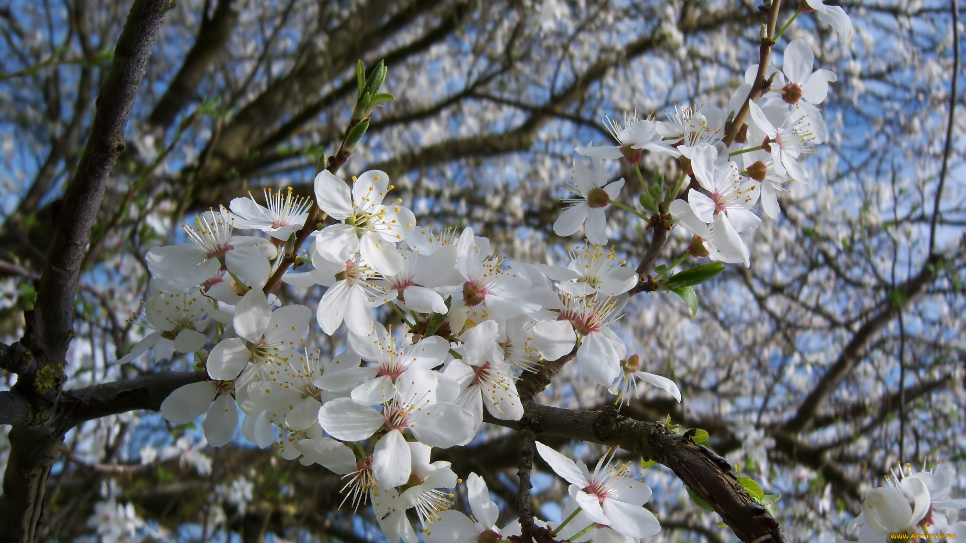 цветы, цветущие, деревья, , , кустарники, весна, 2010