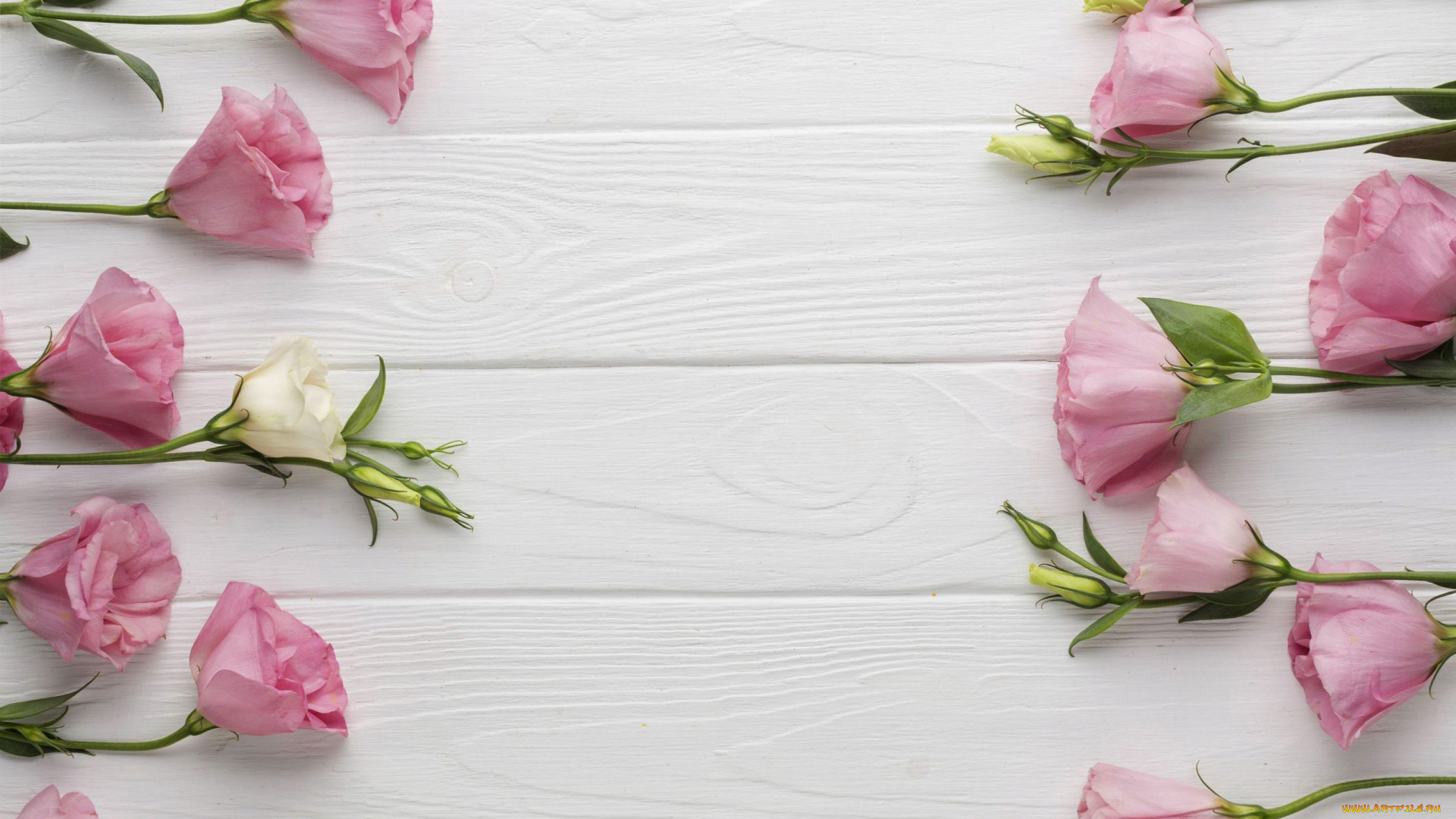 цветы, эустома, бутоны