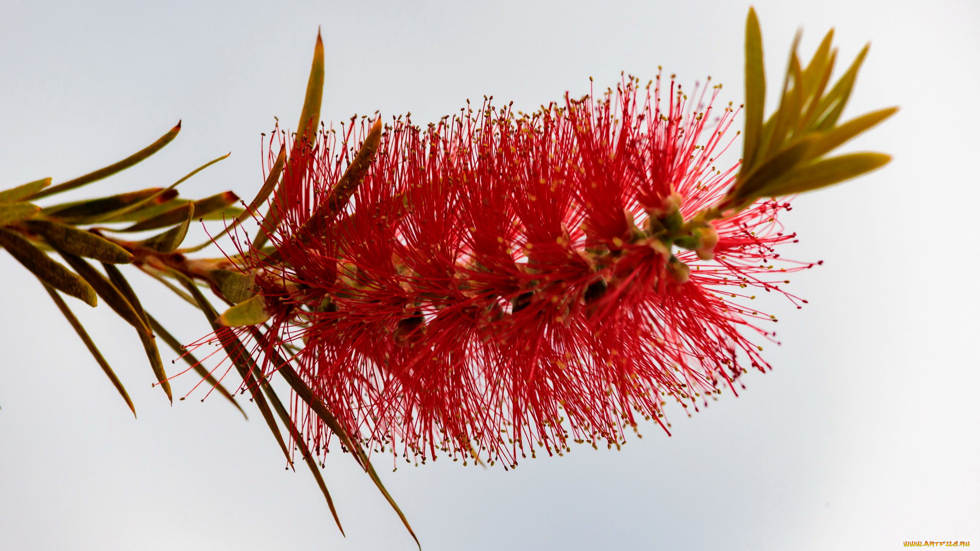 цветы, каллистемон, экзотика