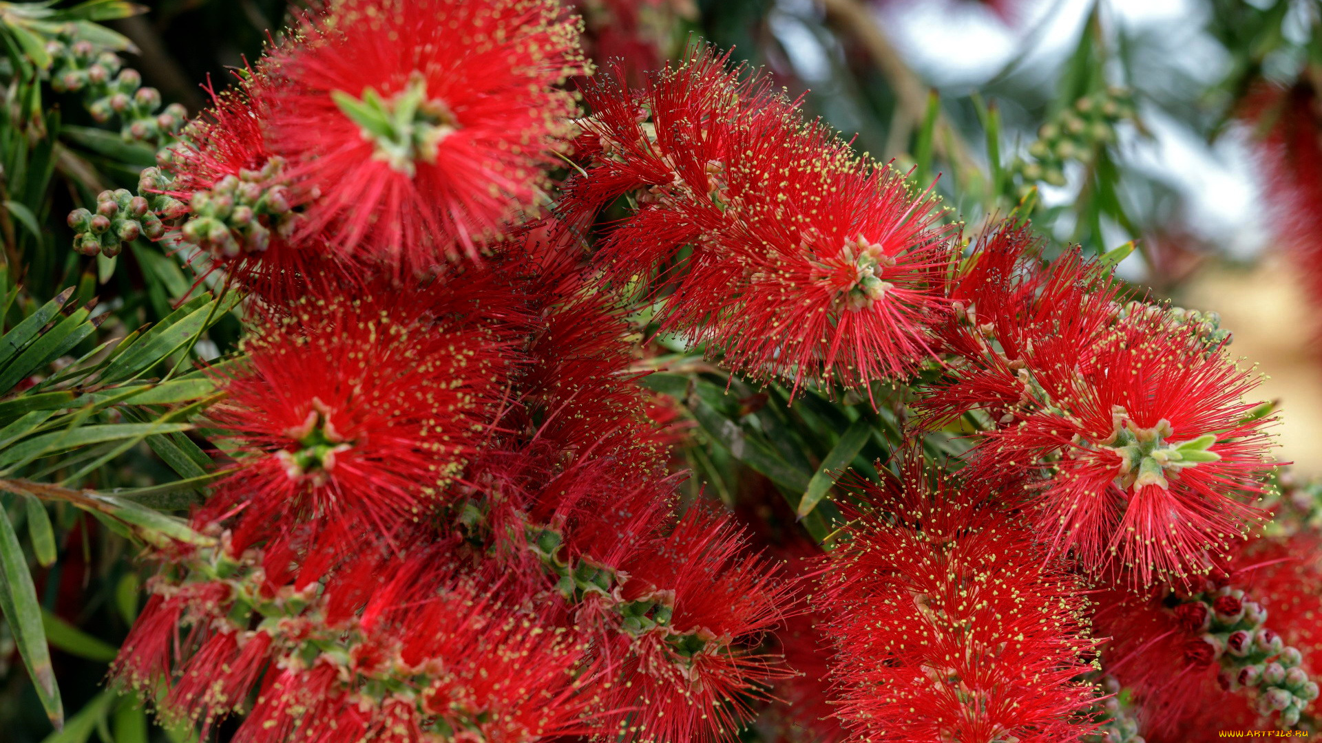 цветы, каллистемон, экзотика