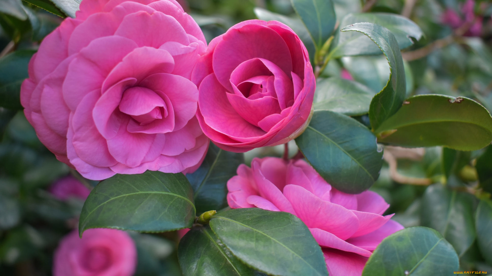цветы, камелии, розовый