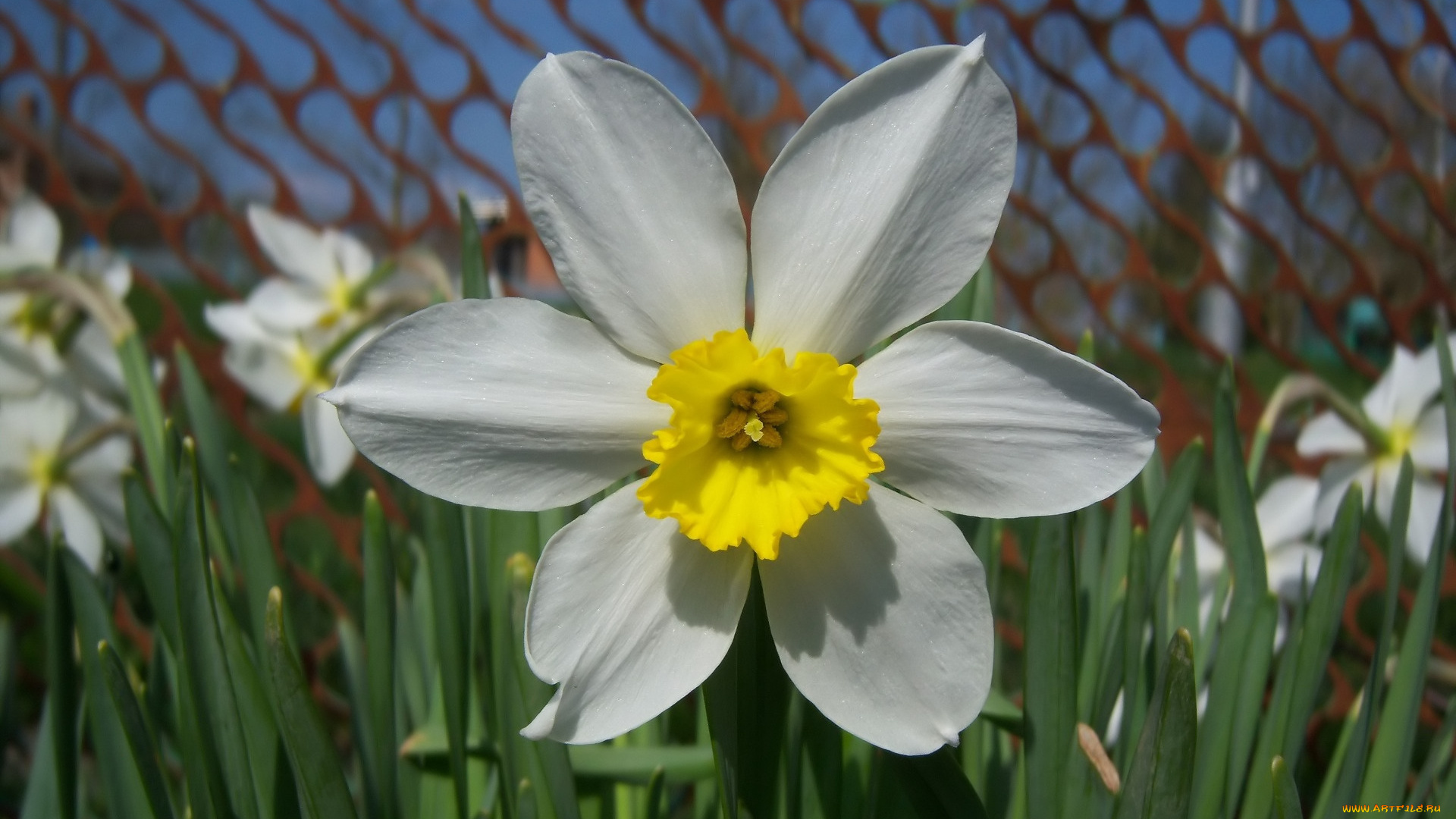 цветы, нарциссы, весна, 2010