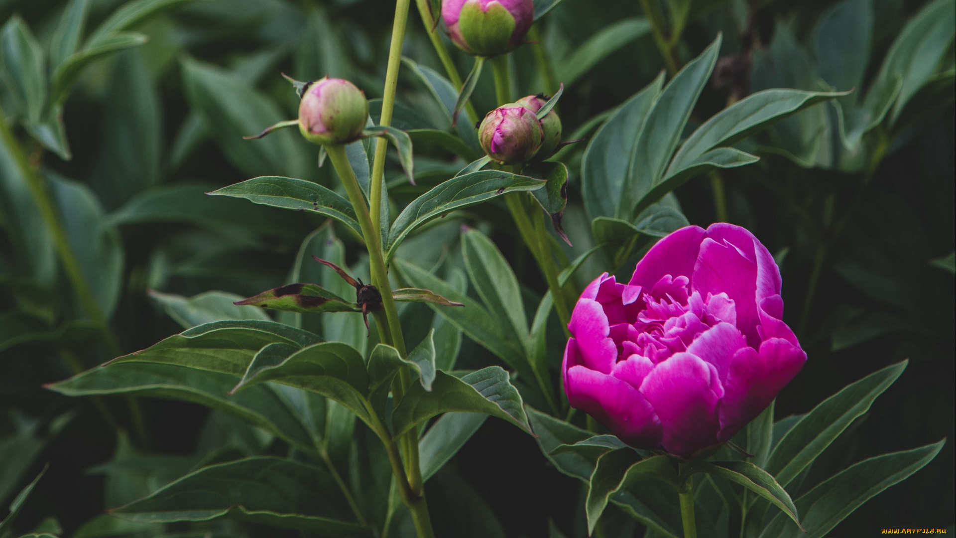 цветы, пионы, розовый