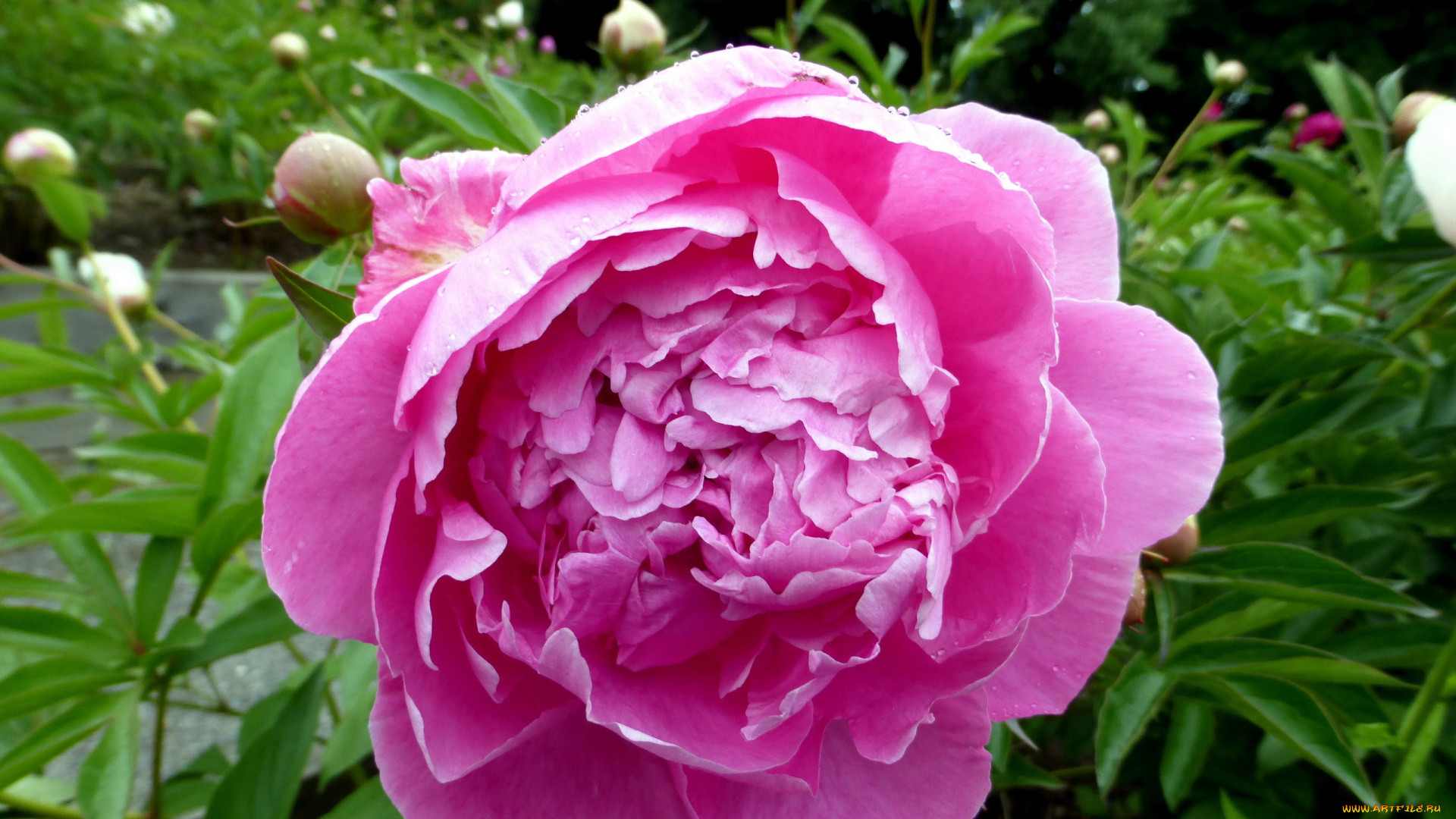 цветы, пионы, розовый