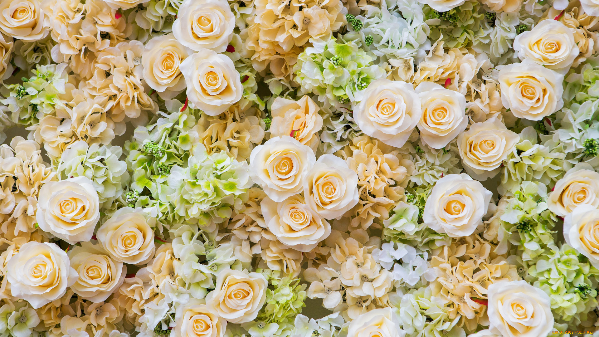 цветы, разные, вместе, розы