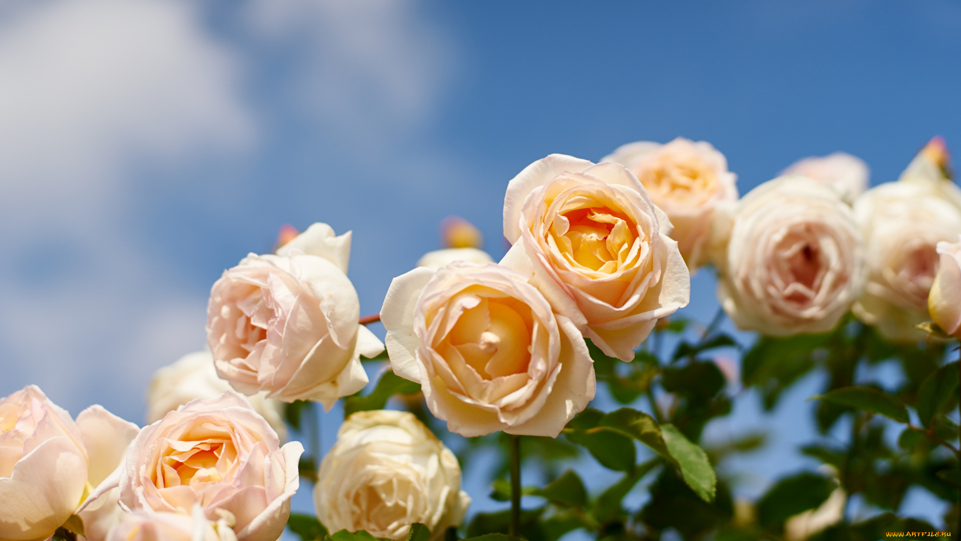 цветы, розы