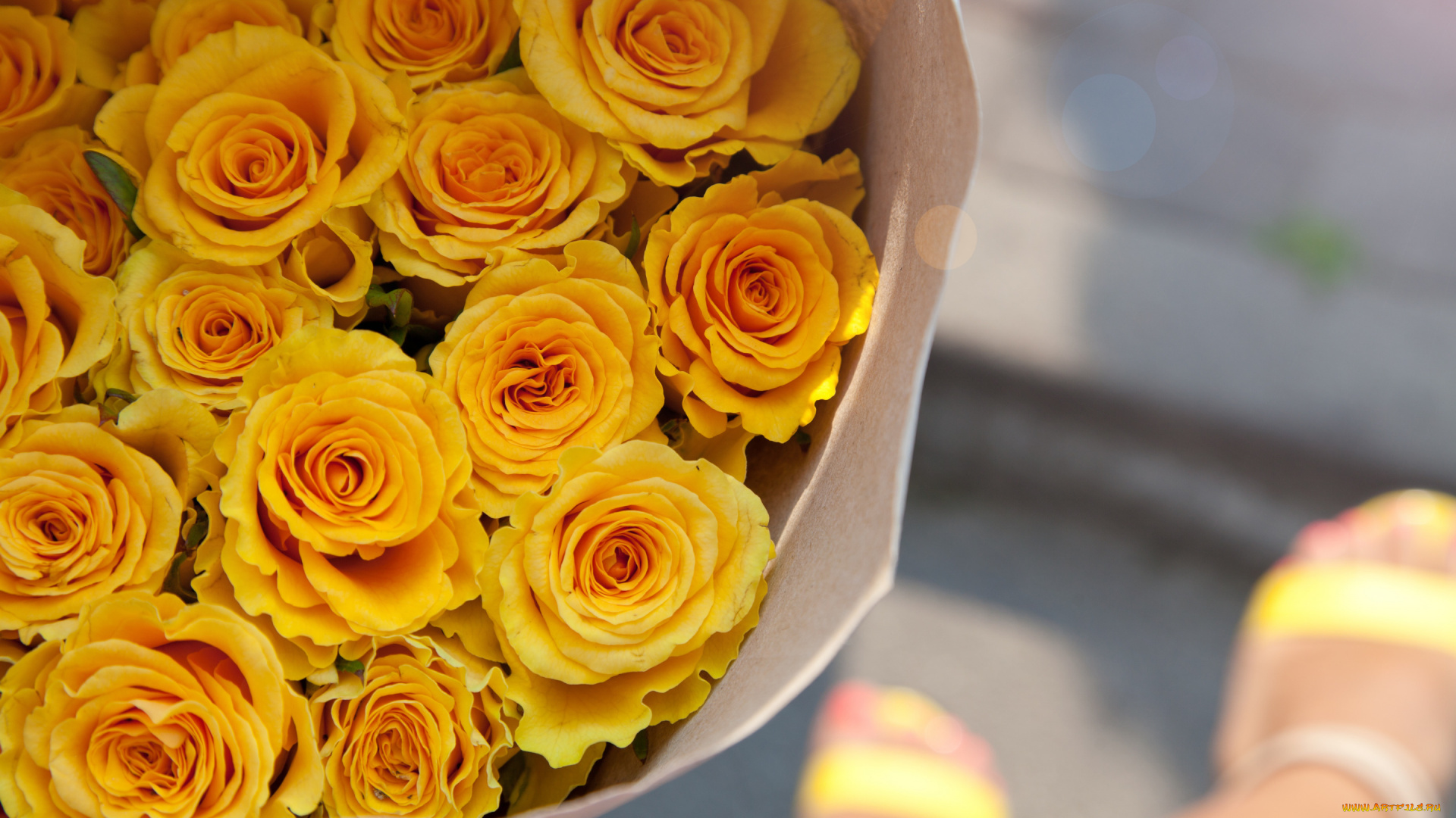 цветы, розы