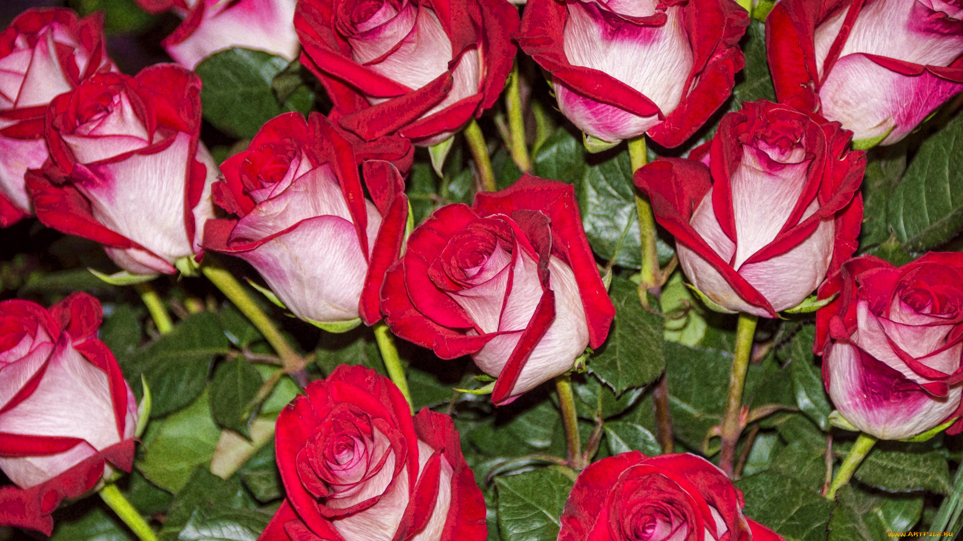 цветы, розы, бело-розовый