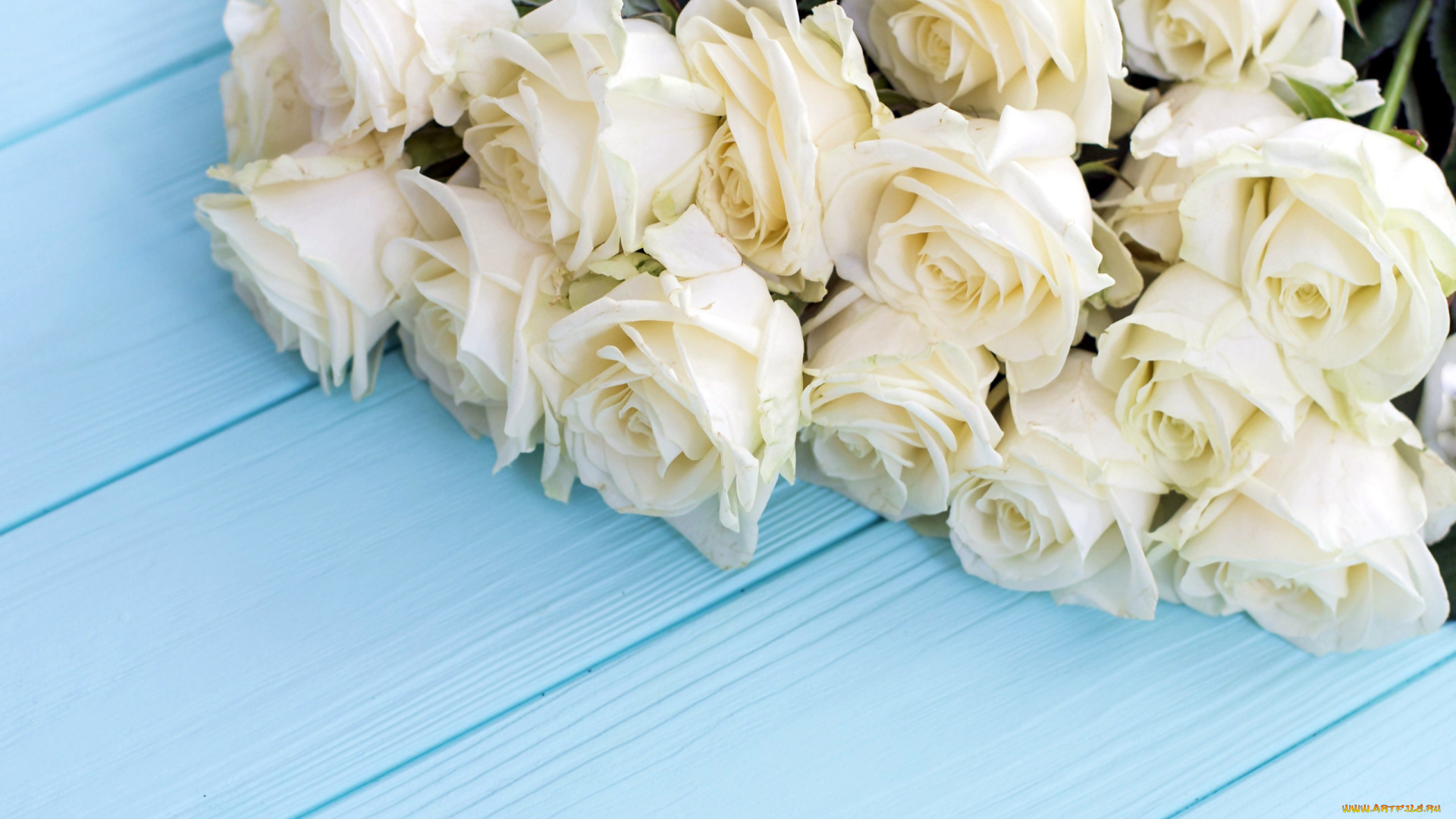 цветы, розы, белый