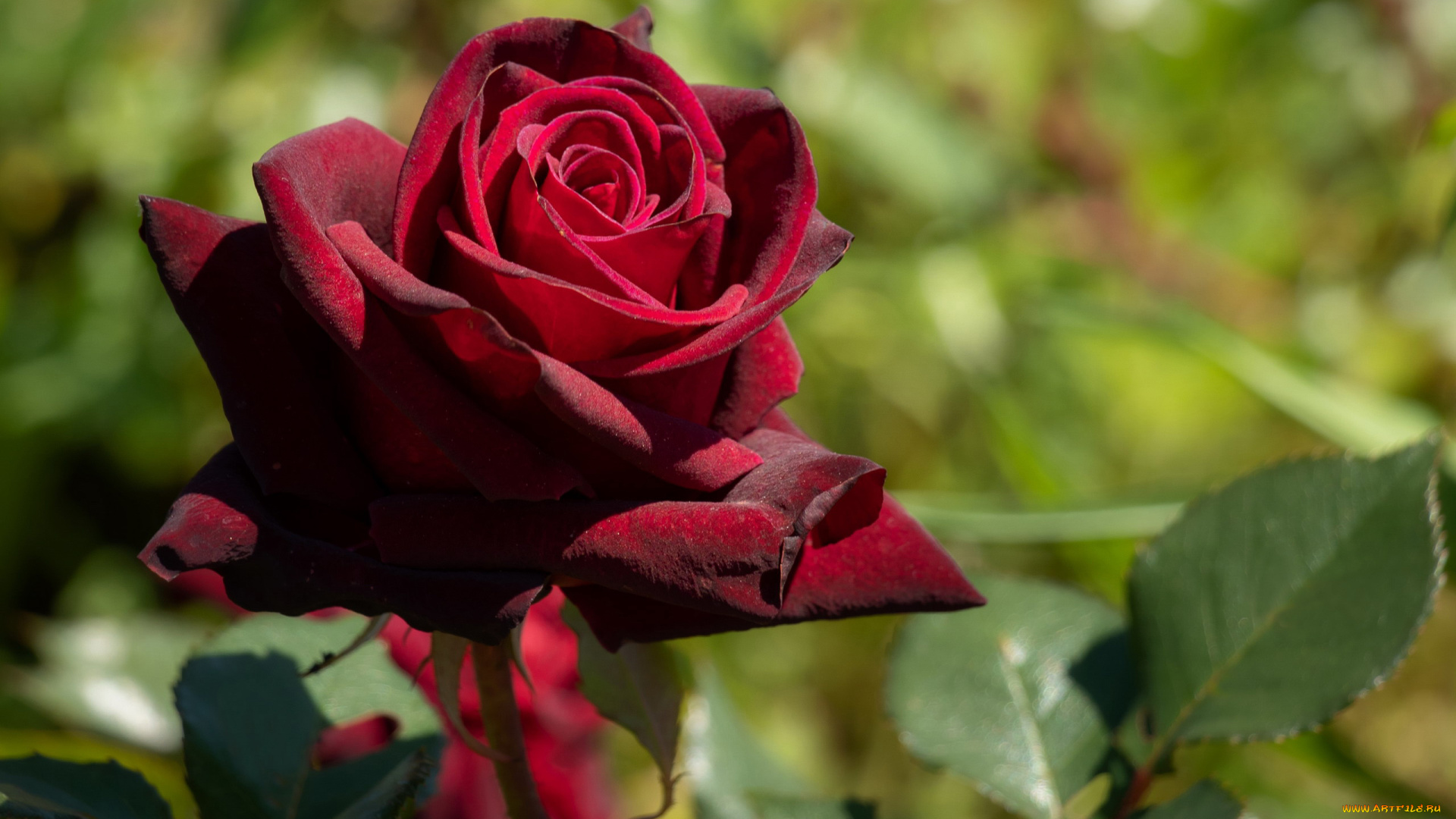 цветы, розы, бордо