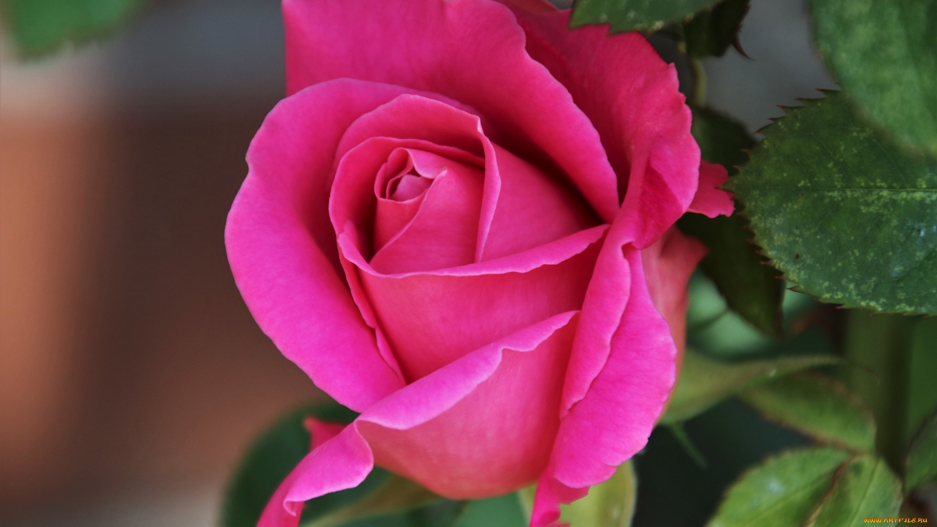 цветы, розы, бутон