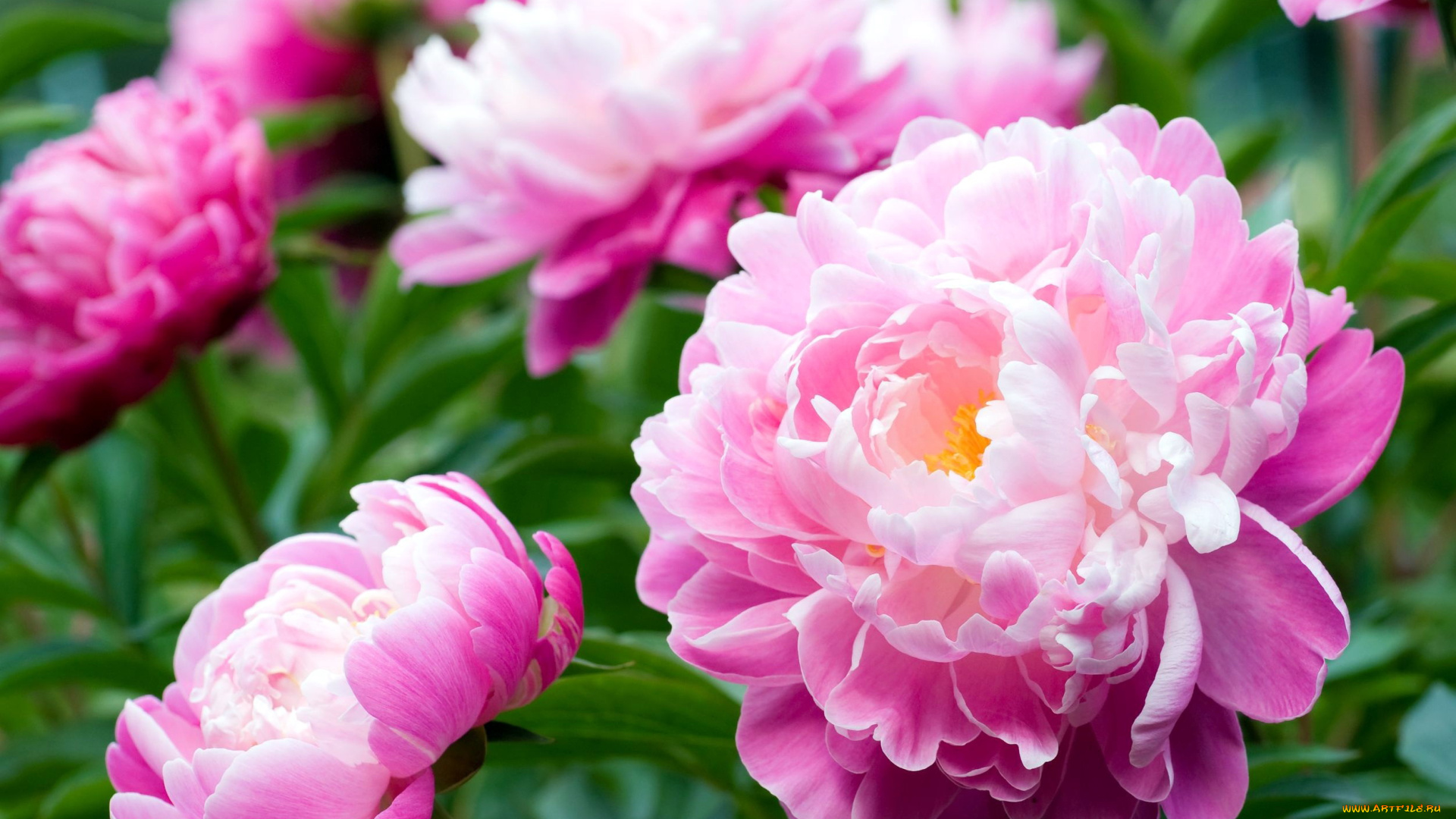 цветы, розы, капли