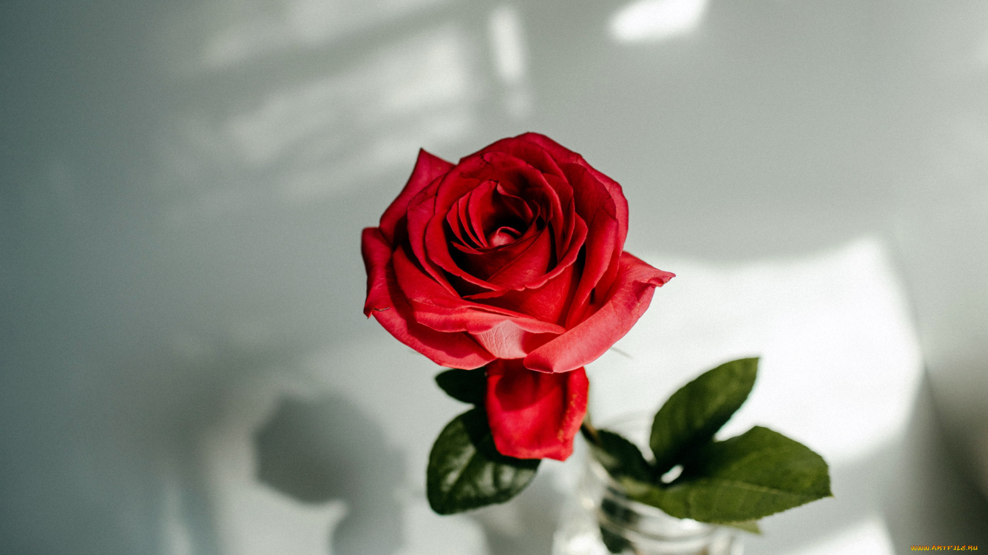 цветы, розы, красный, бутон