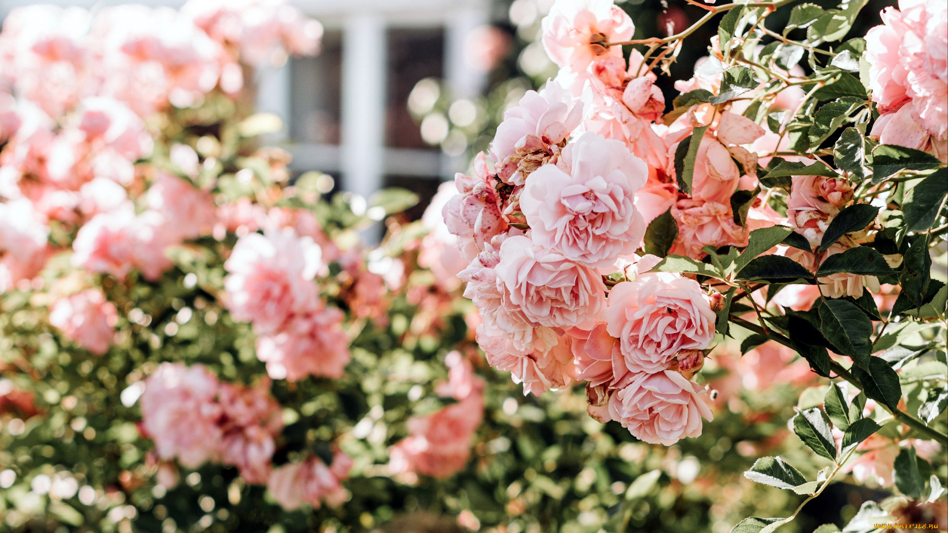 цветы, розы, куст, розовый