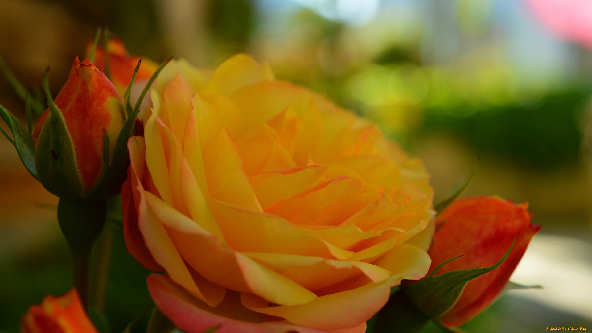 цветы, розы, роза