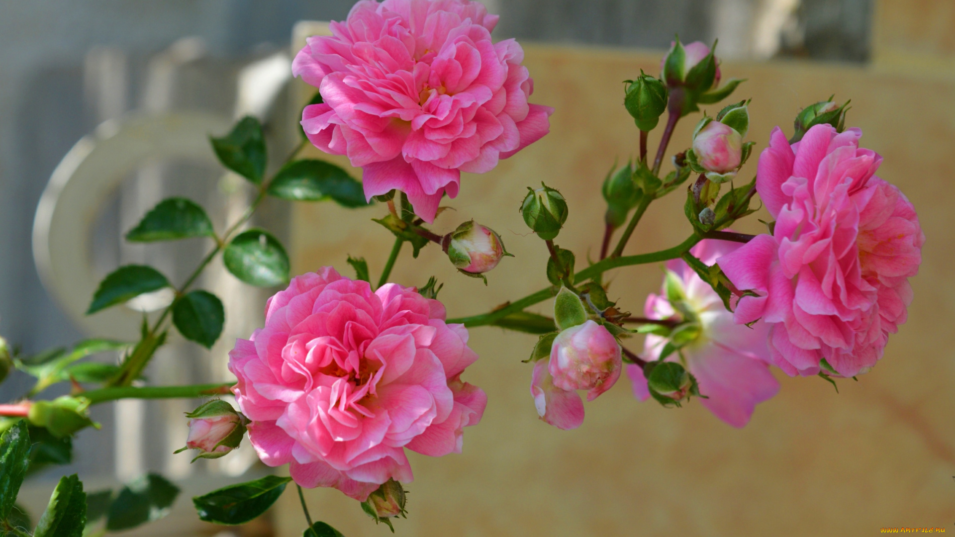 цветы, розы, розовые