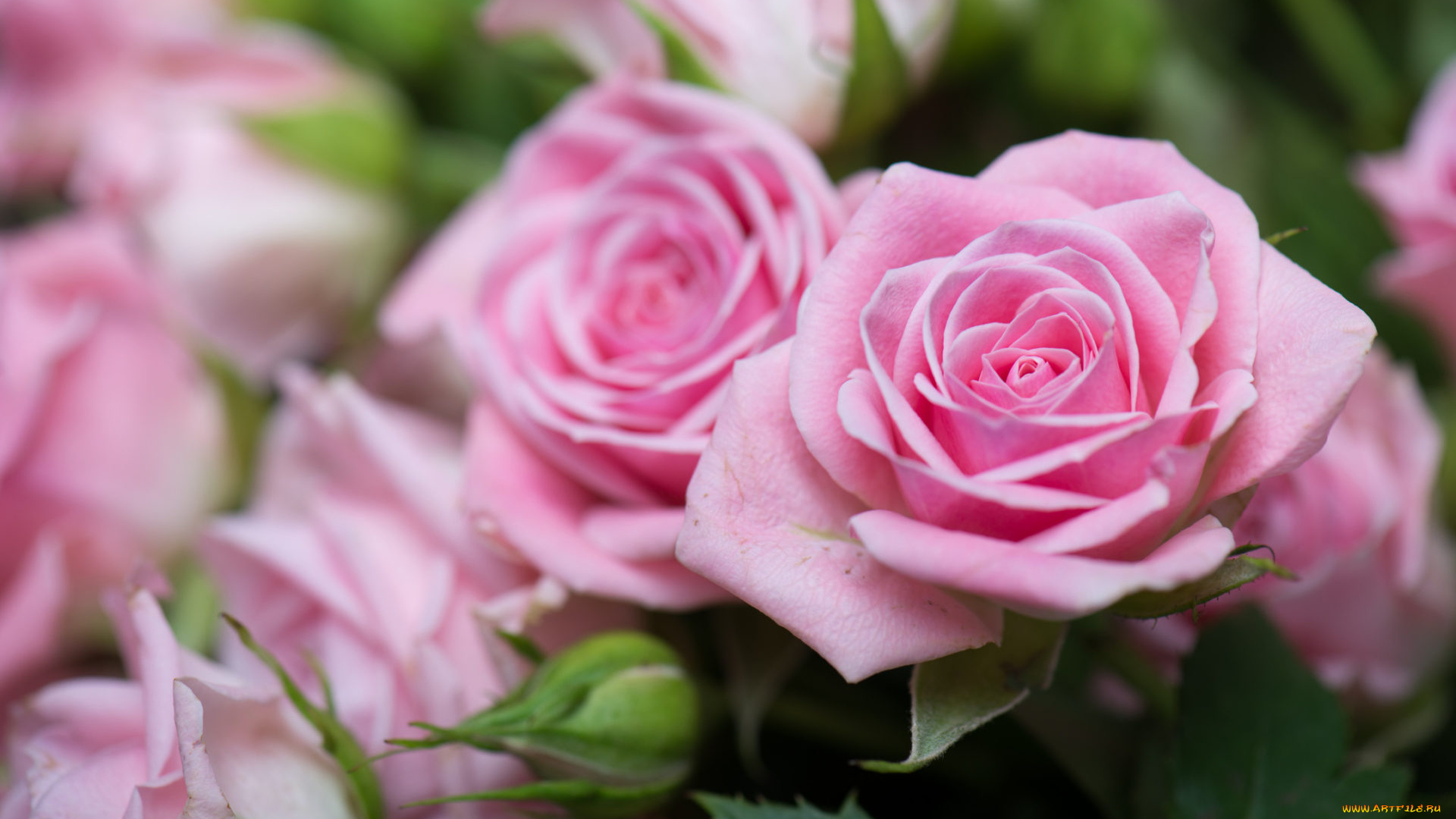 цветы, розы, розовый