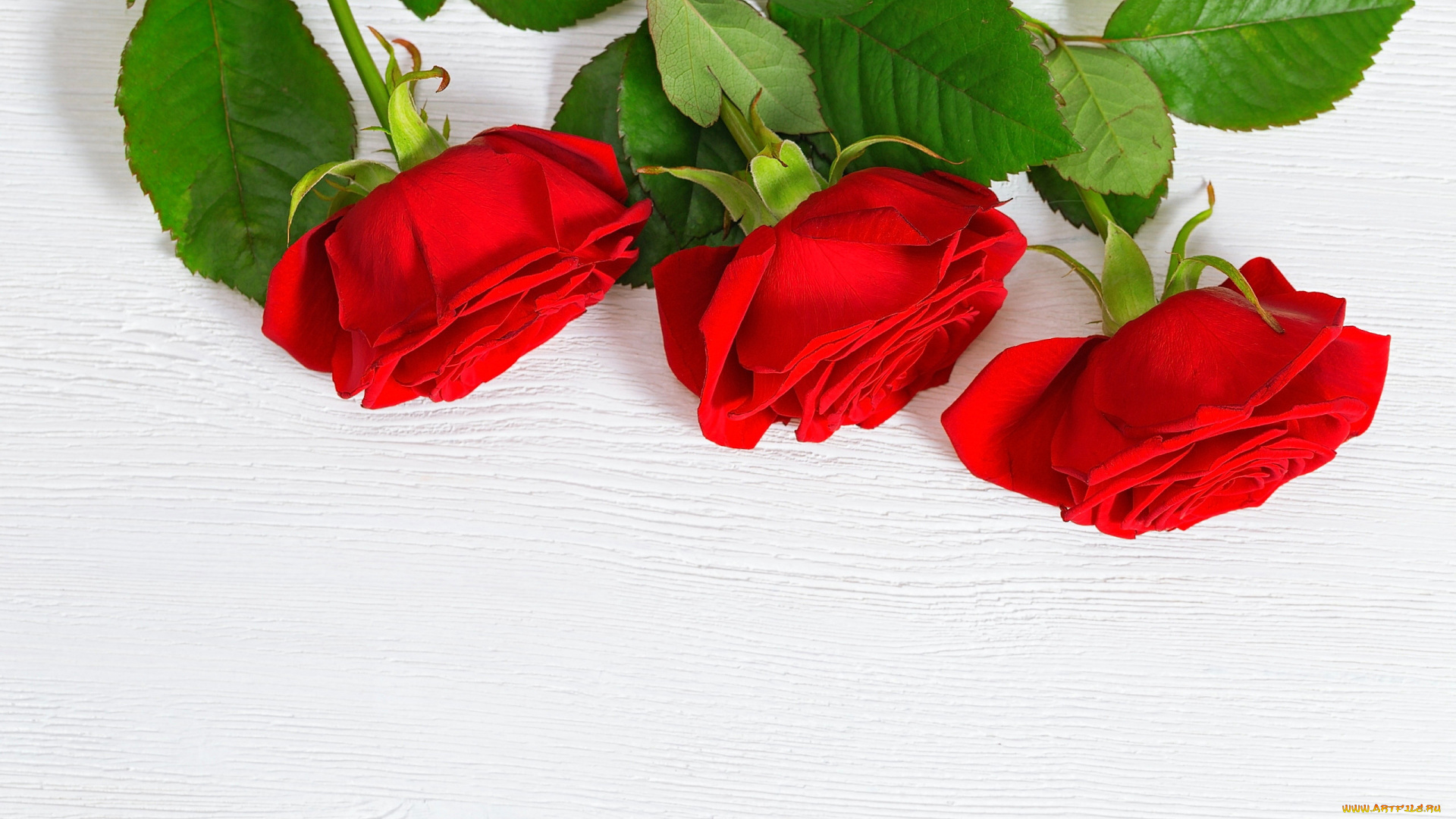 цветы, розы, трио