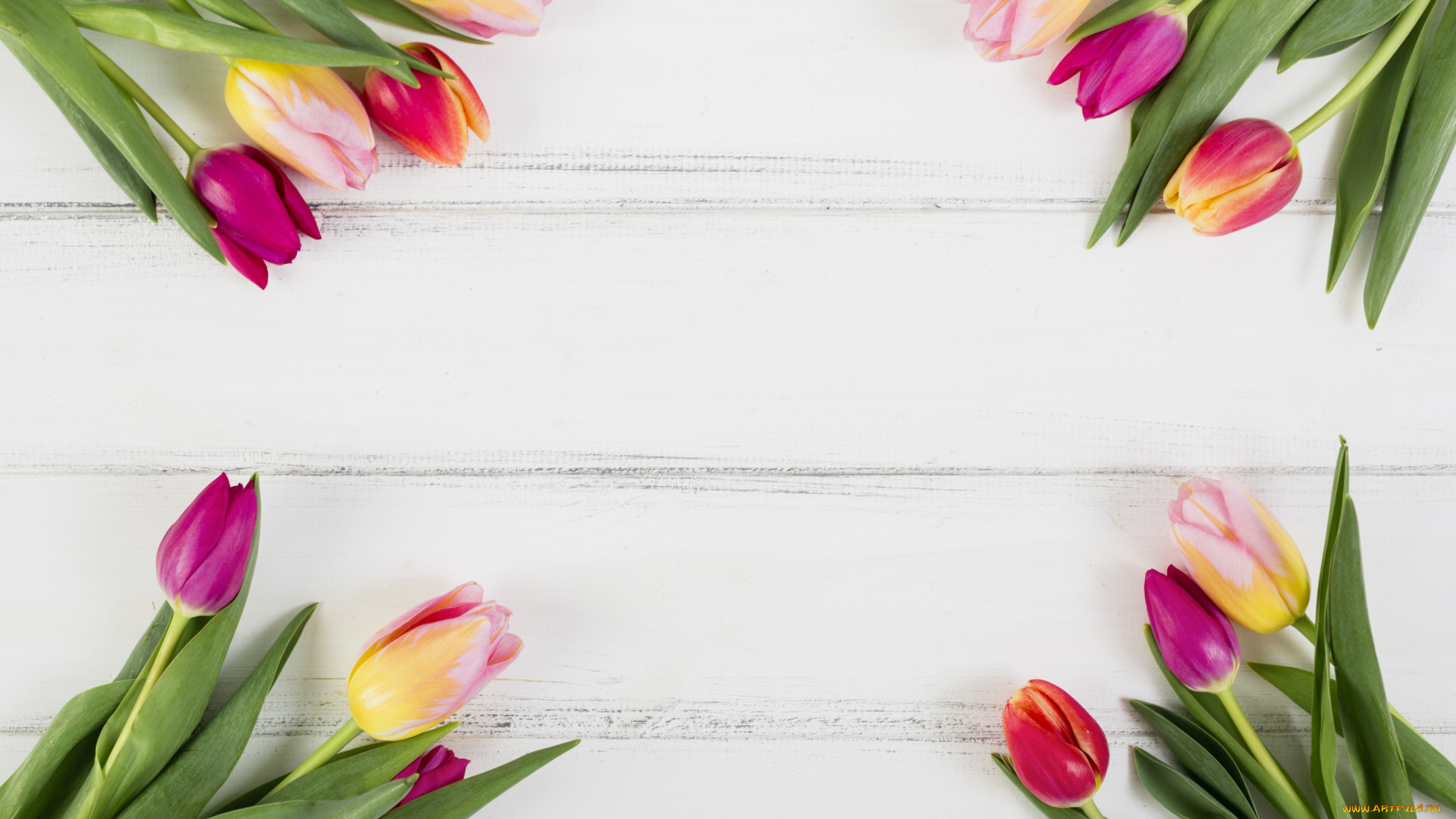 цветы, тюльпаны, бутоны