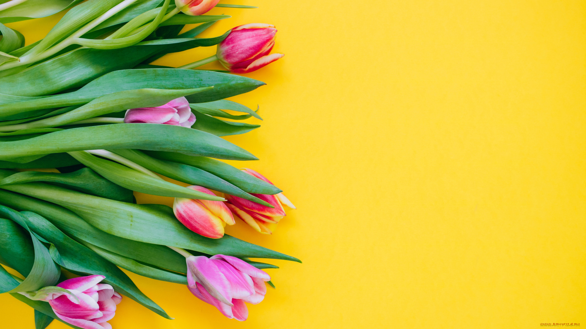 цветы, тюльпаны, бутоны