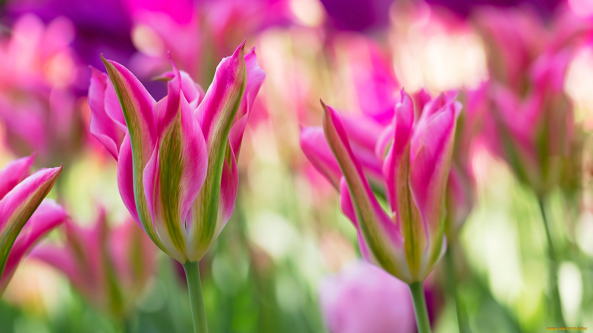 цветы, тюльпаны, розовые