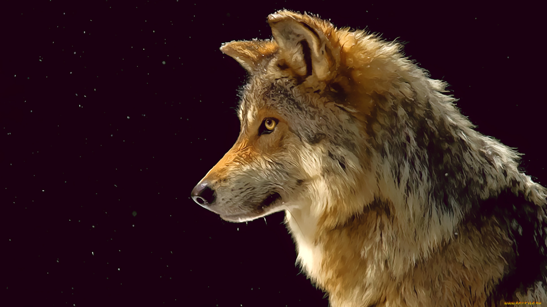 календари, рисованные, , векторная, графика, 2019, calendar, фон, черный, морда, профиль, волк