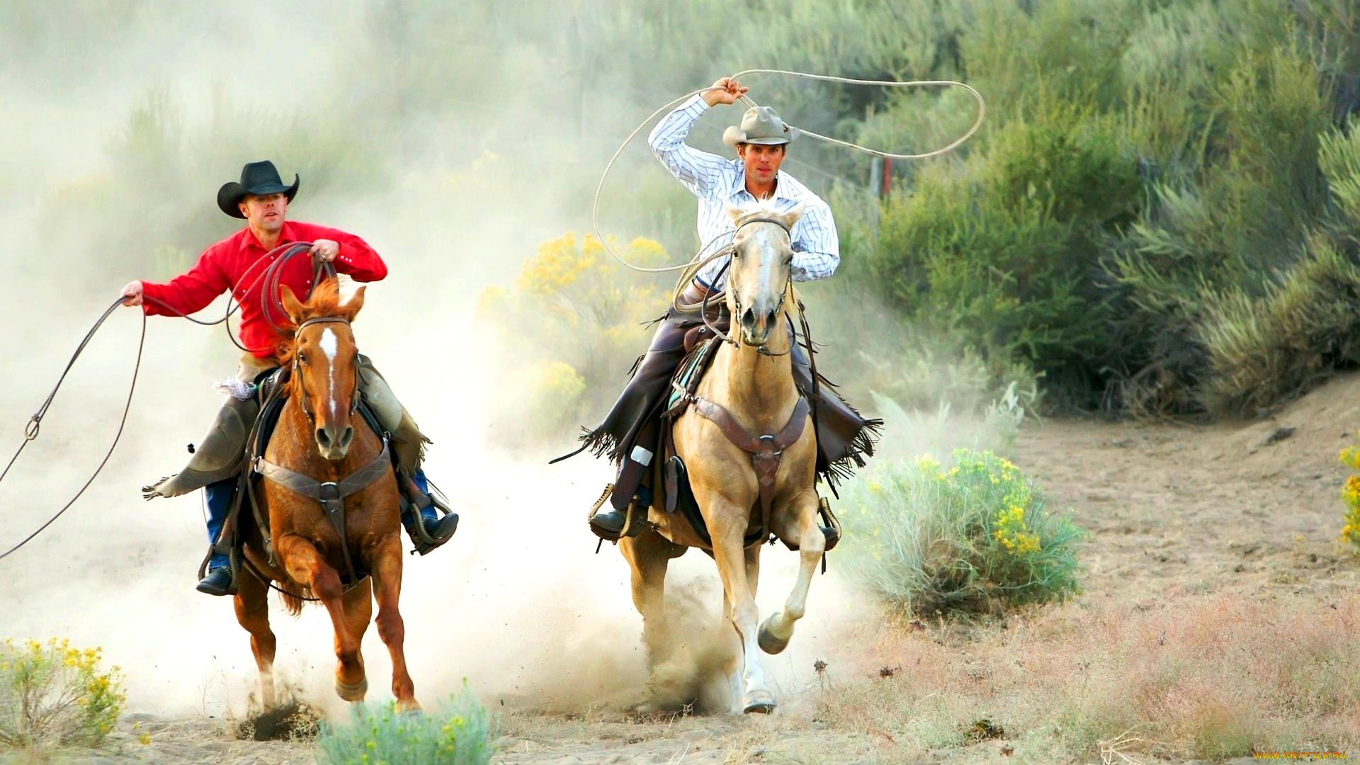 мужчины, -, unsort, ковбой, шляпа, лассо, лошадь