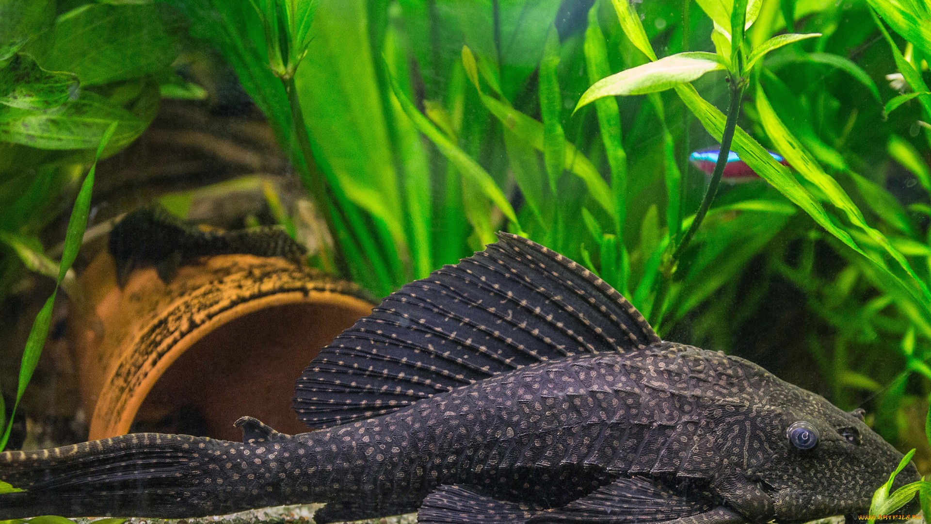 птеригоплихт, животные, рыбы, дно, чёрный, сом, вода, аквариум, птеригоплихтю, рыба, мир, водный