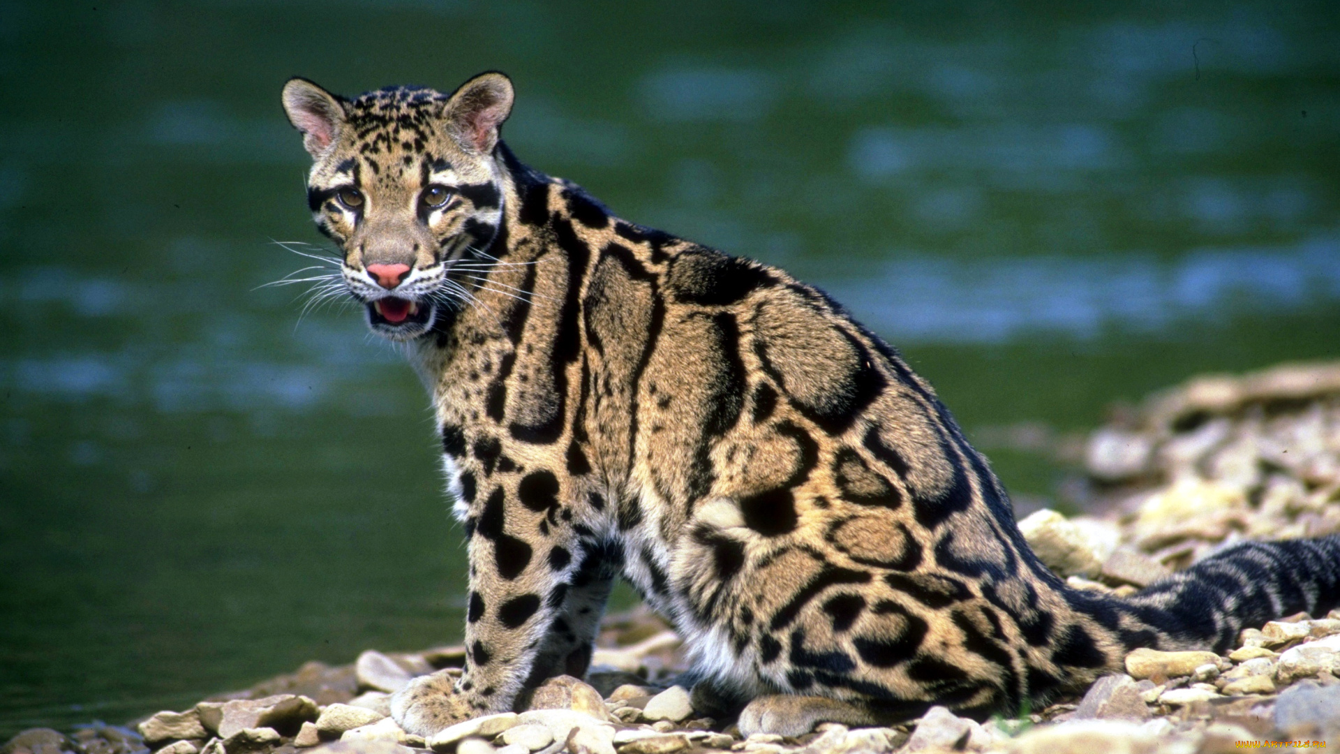 животные, дымчатые, леопарды, камни, берег, река, леопард