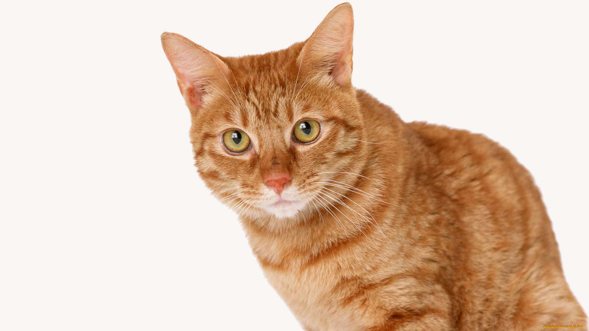 животные, коты, кот, рыжий