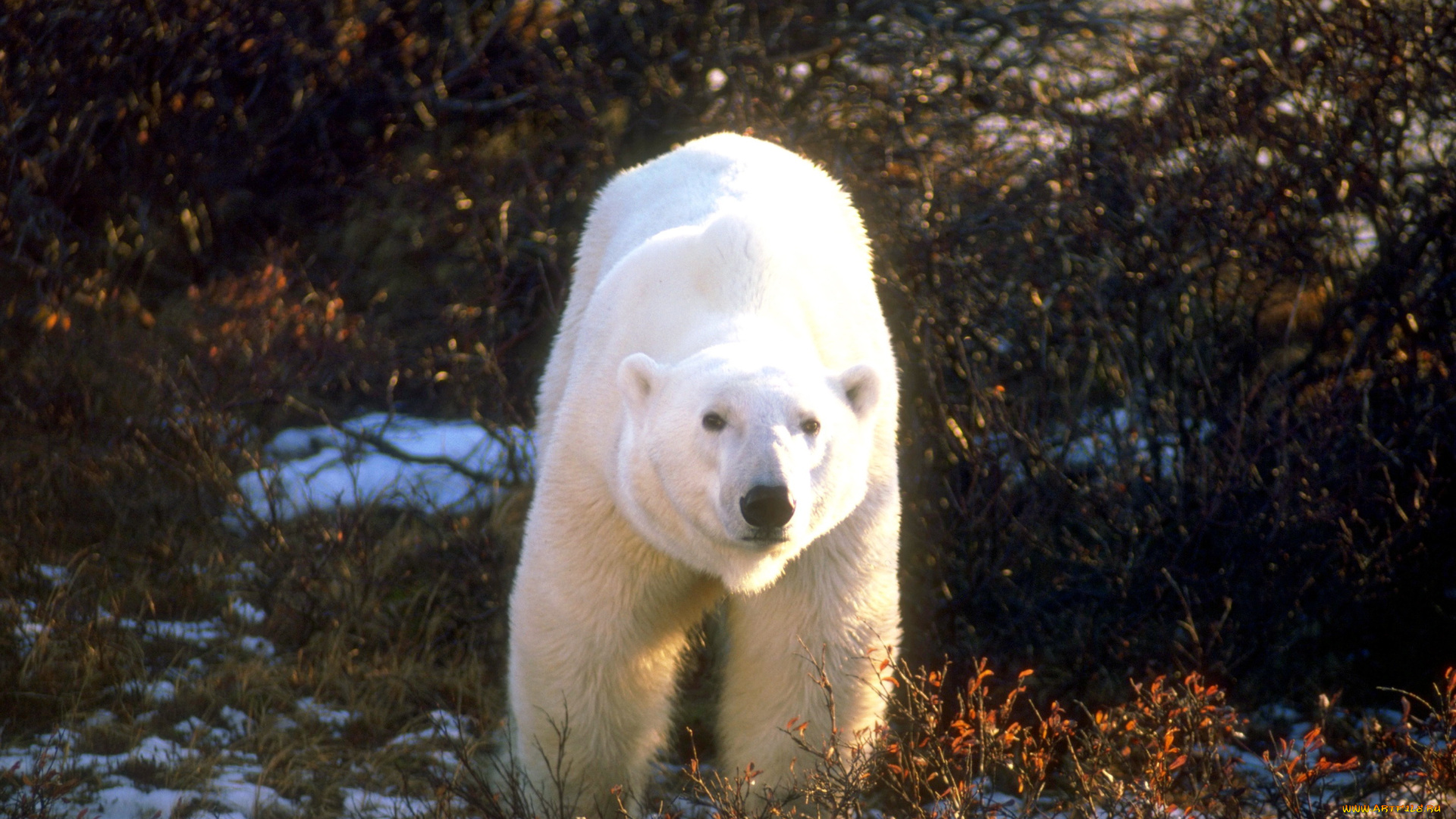 животные, медведи, белый, медведь, кусты